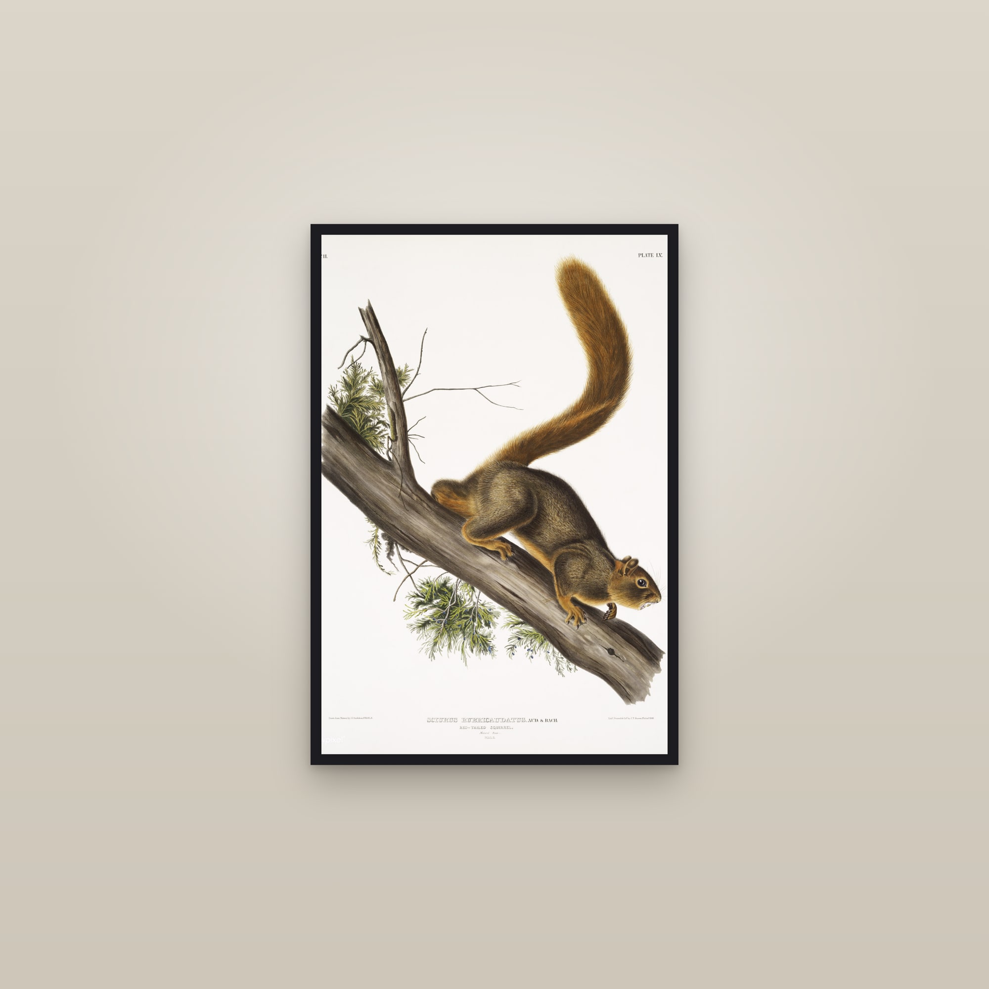 Red-tailed Squirrel — framed in a gallery setting