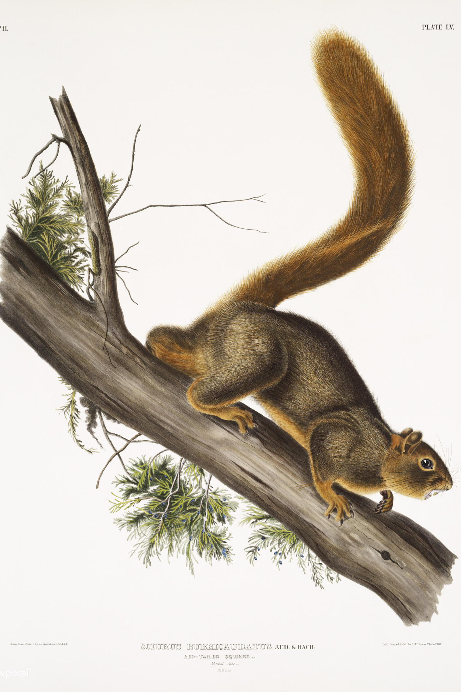 Red-tailed Squirrel