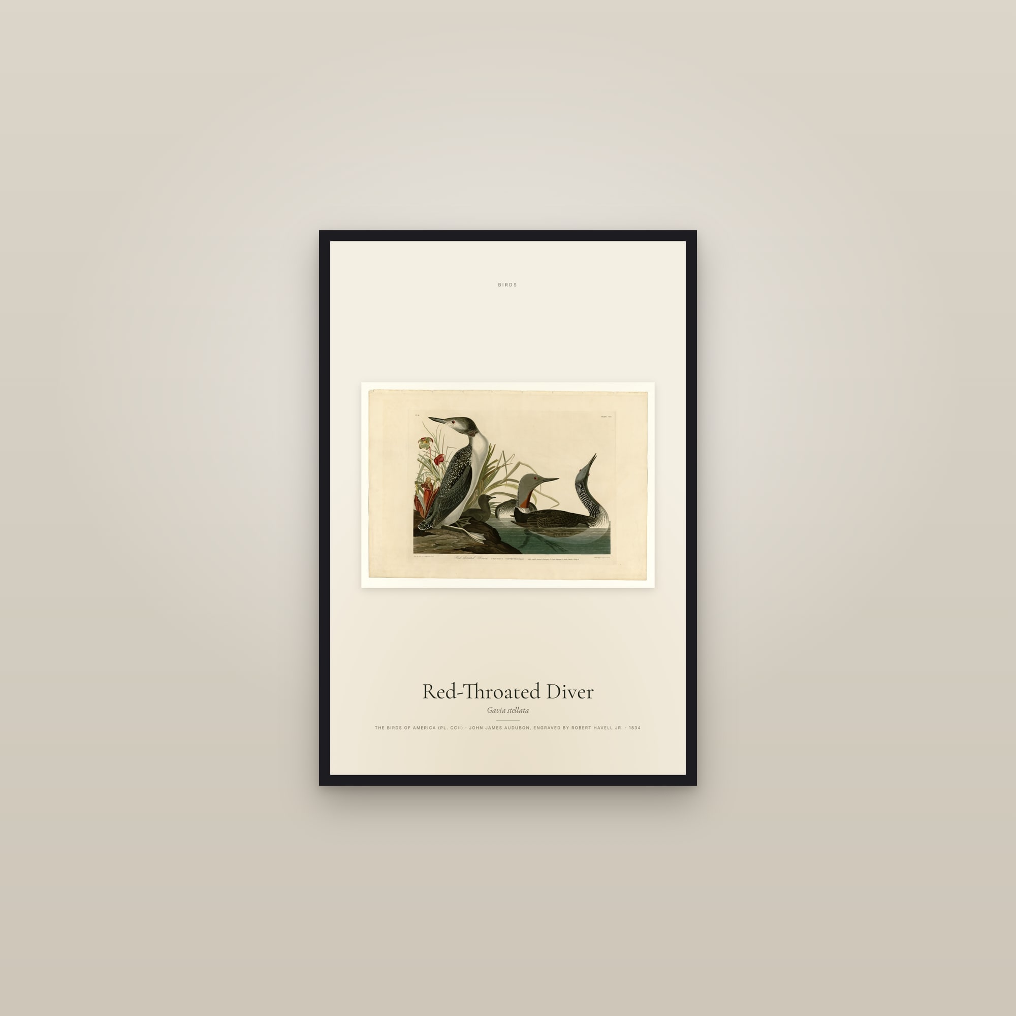 Red-Throated Diver — framed in a gallery setting