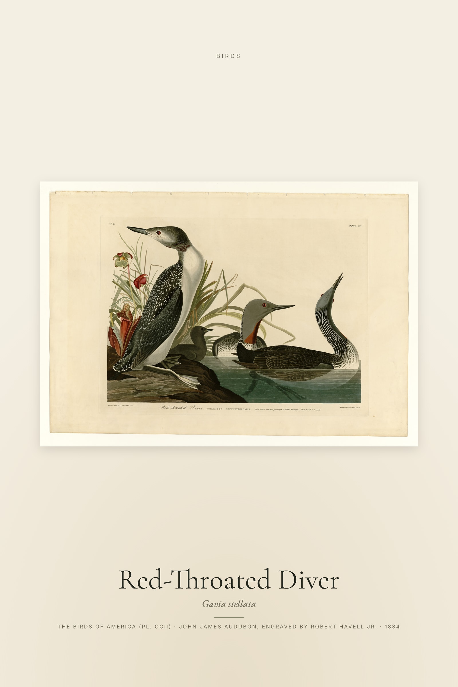 Red-Throated Diver