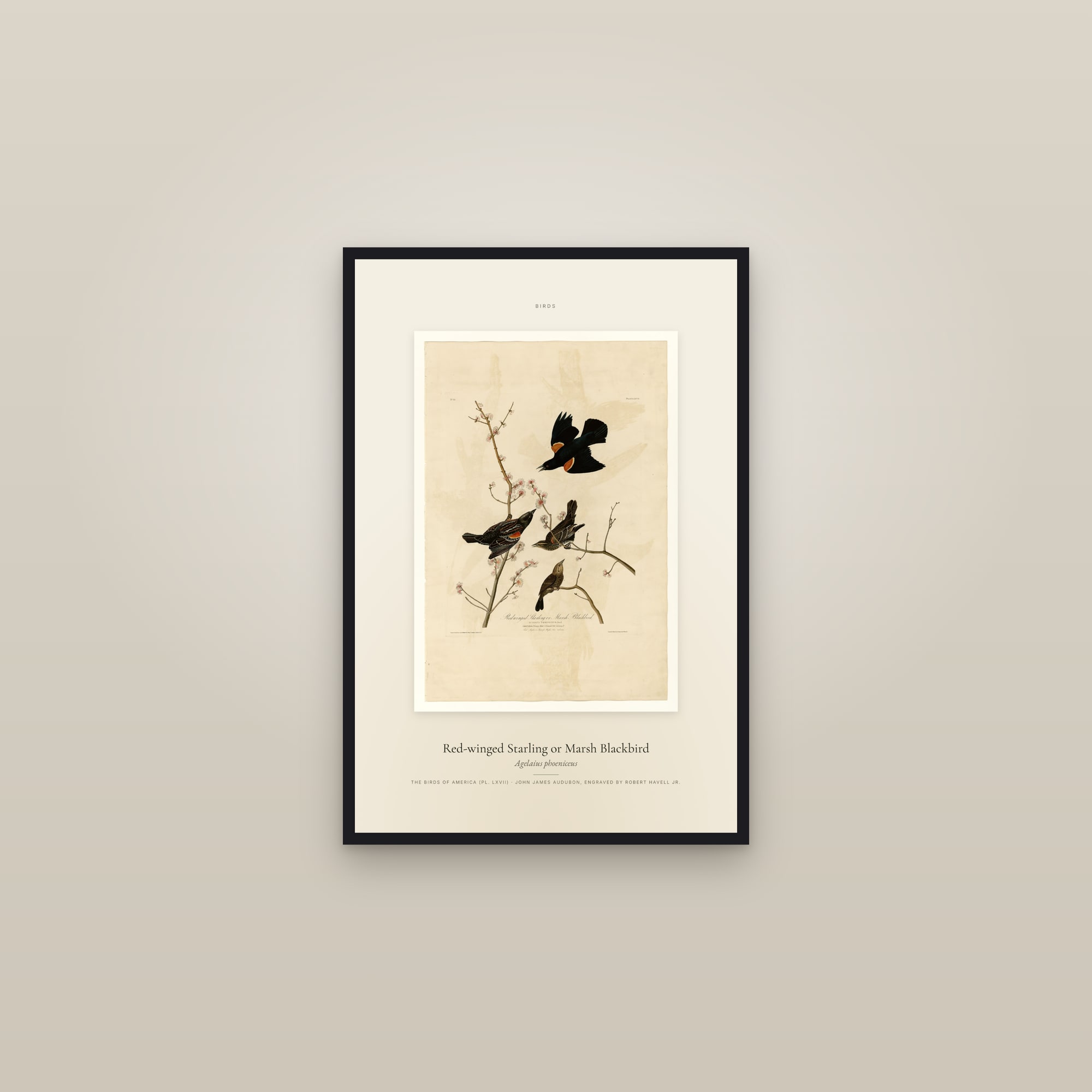Red-winged Starling or Marsh Blackbird — Specimen — framed in a gallery setting