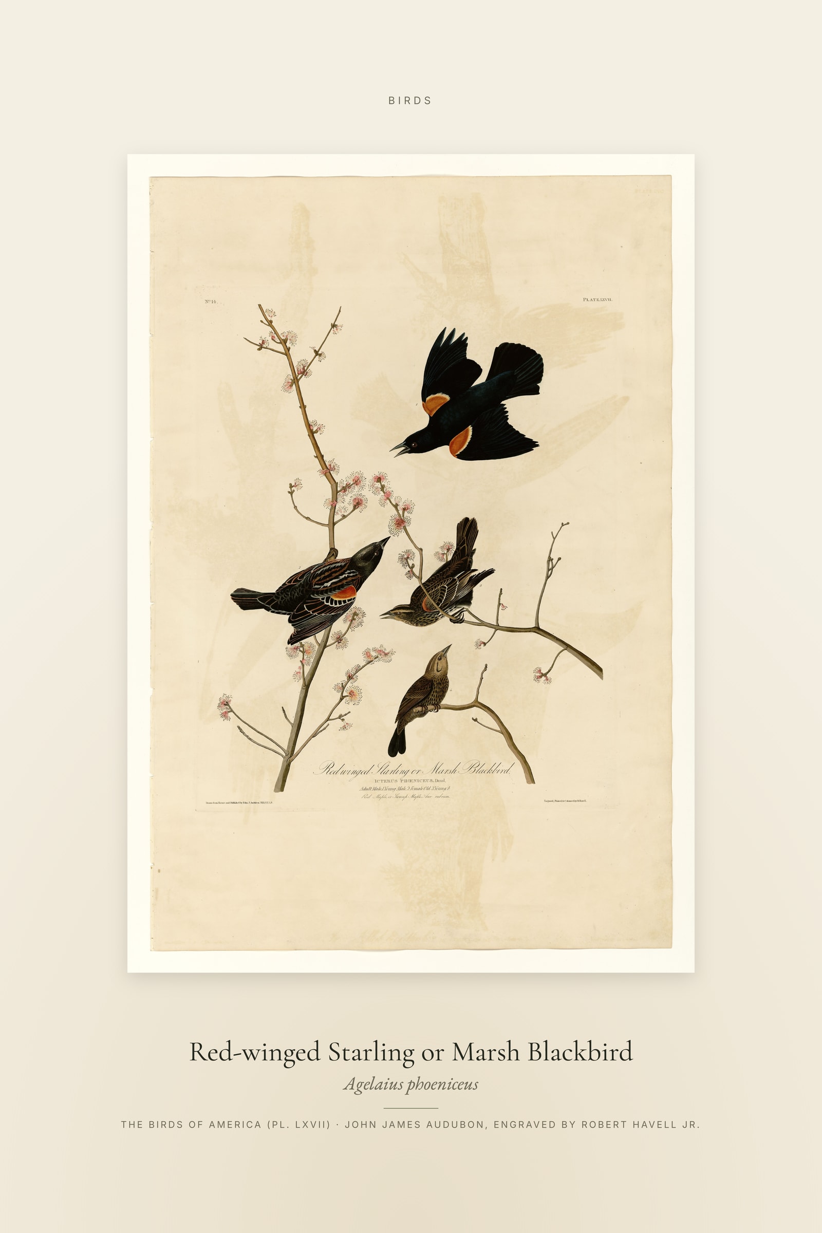 Red-winged Starling or Marsh Blackbird — Specimen