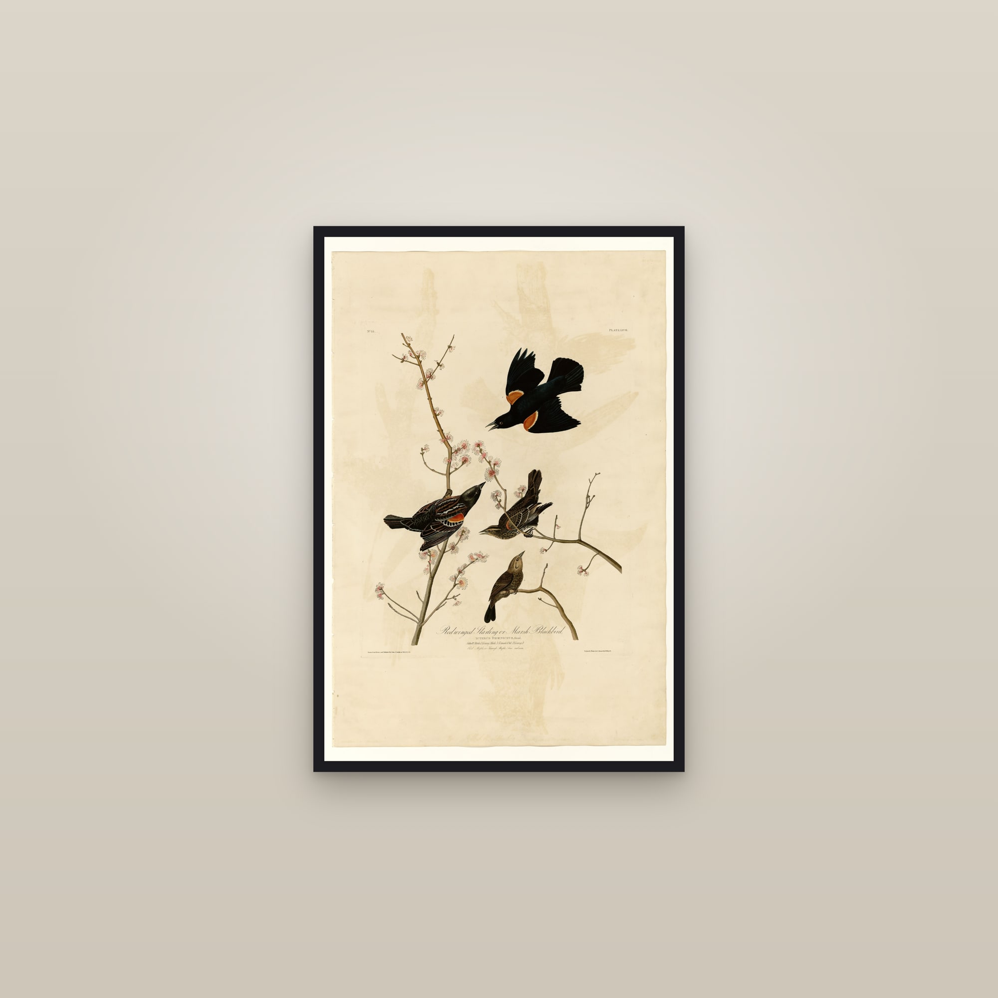 Red-winged Starling or Marsh Blackbird — framed in a gallery setting