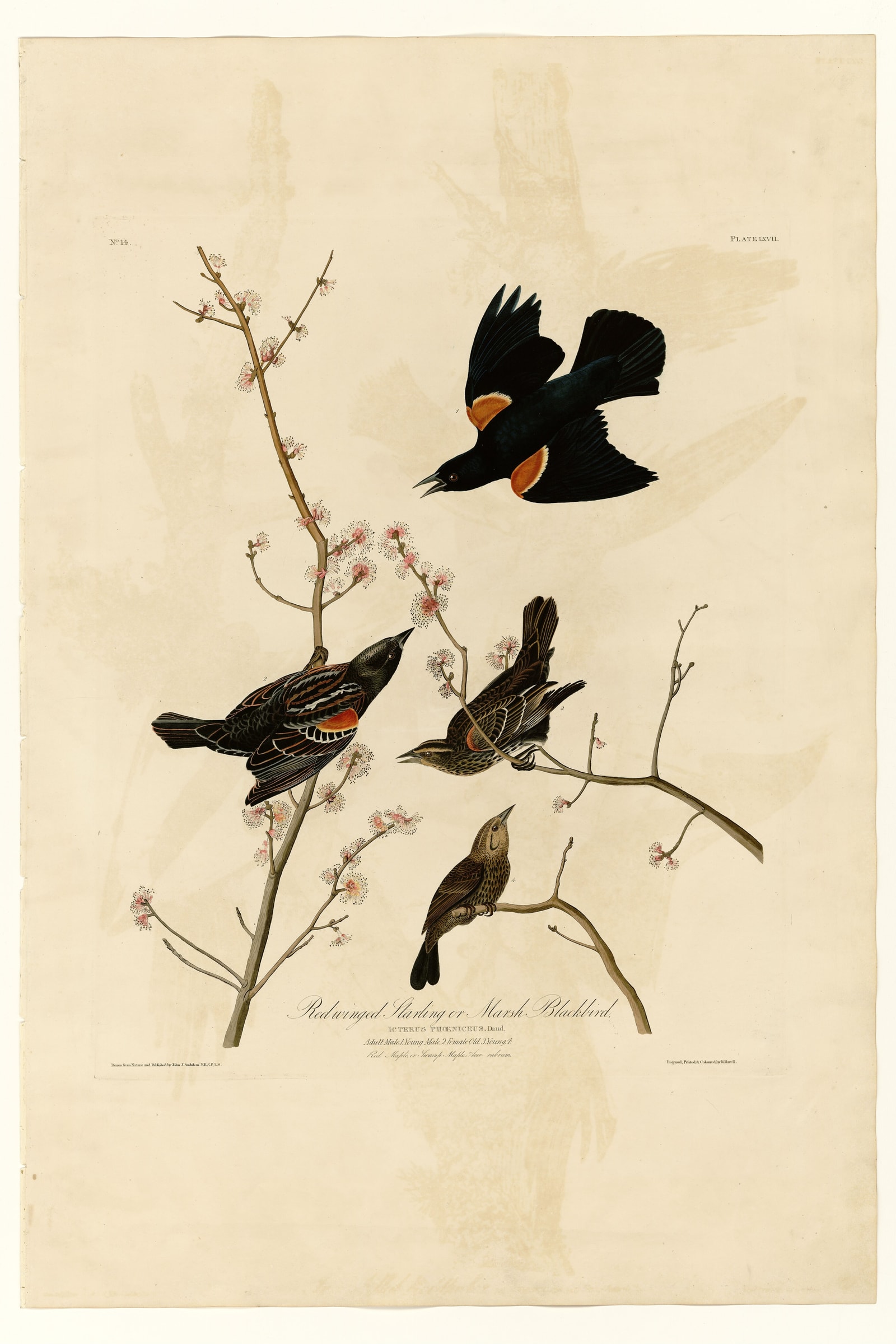 Red-winged Starling or Marsh Blackbird
