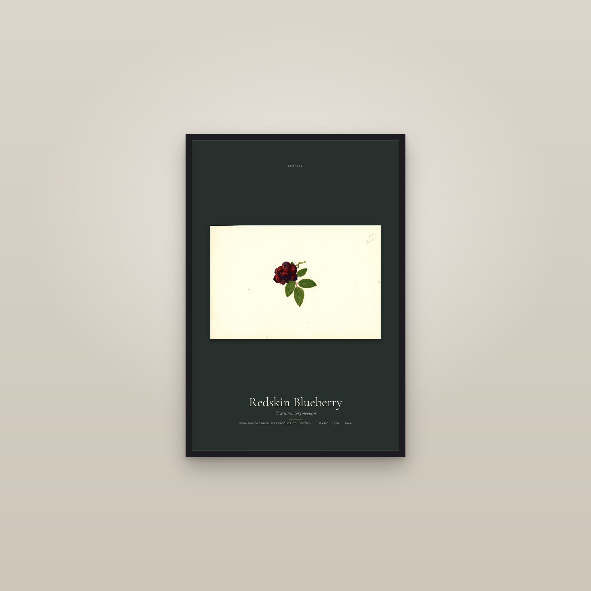 Redskin Blueberry — framed in a gallery setting