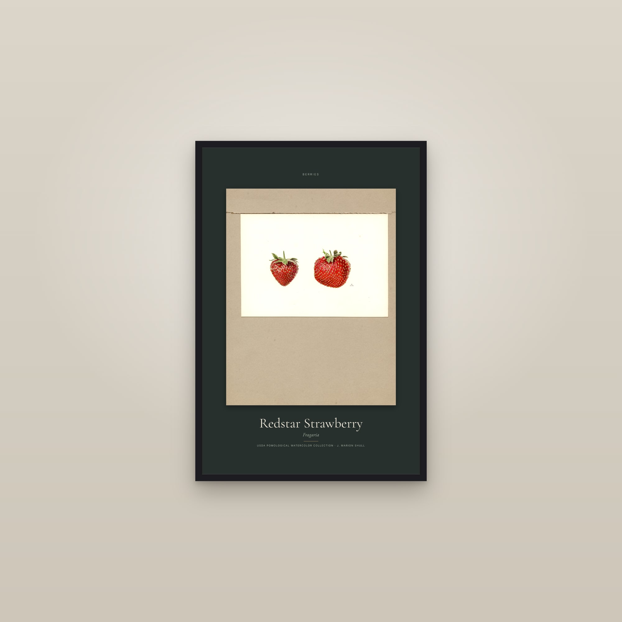 Redstar Strawberry — Specimen — framed in a gallery setting