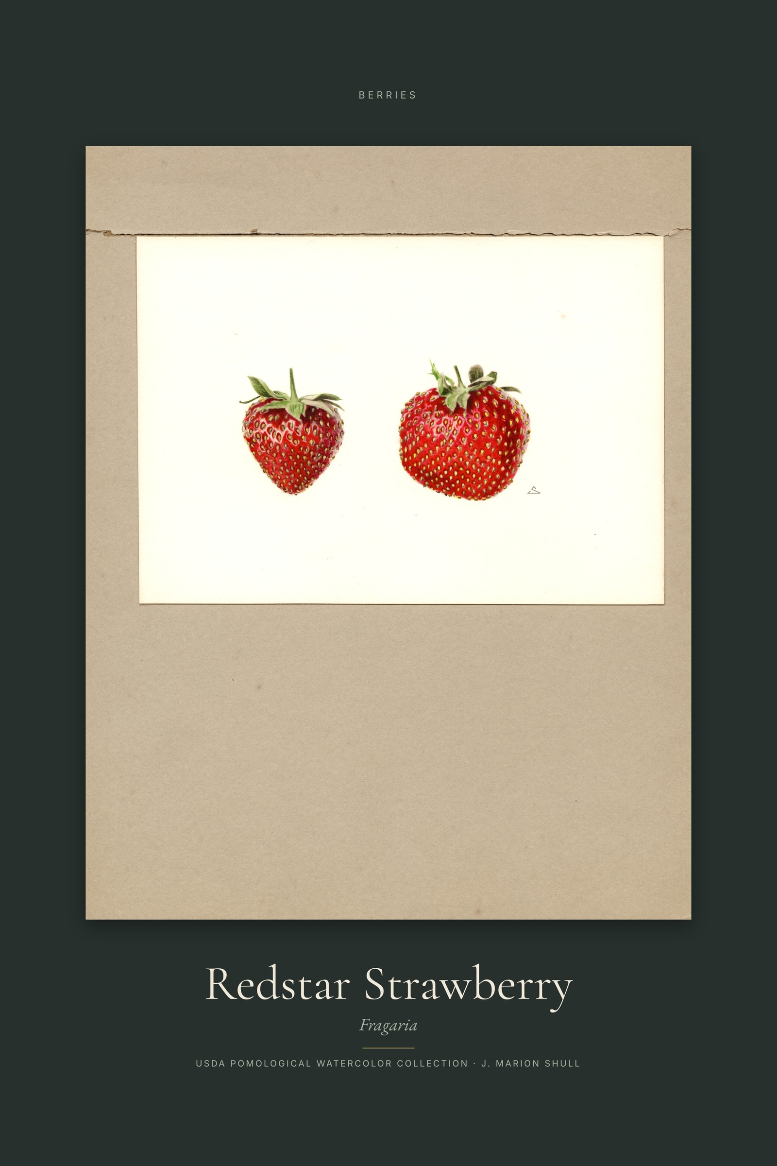 Redstar Strawberry — Specimen