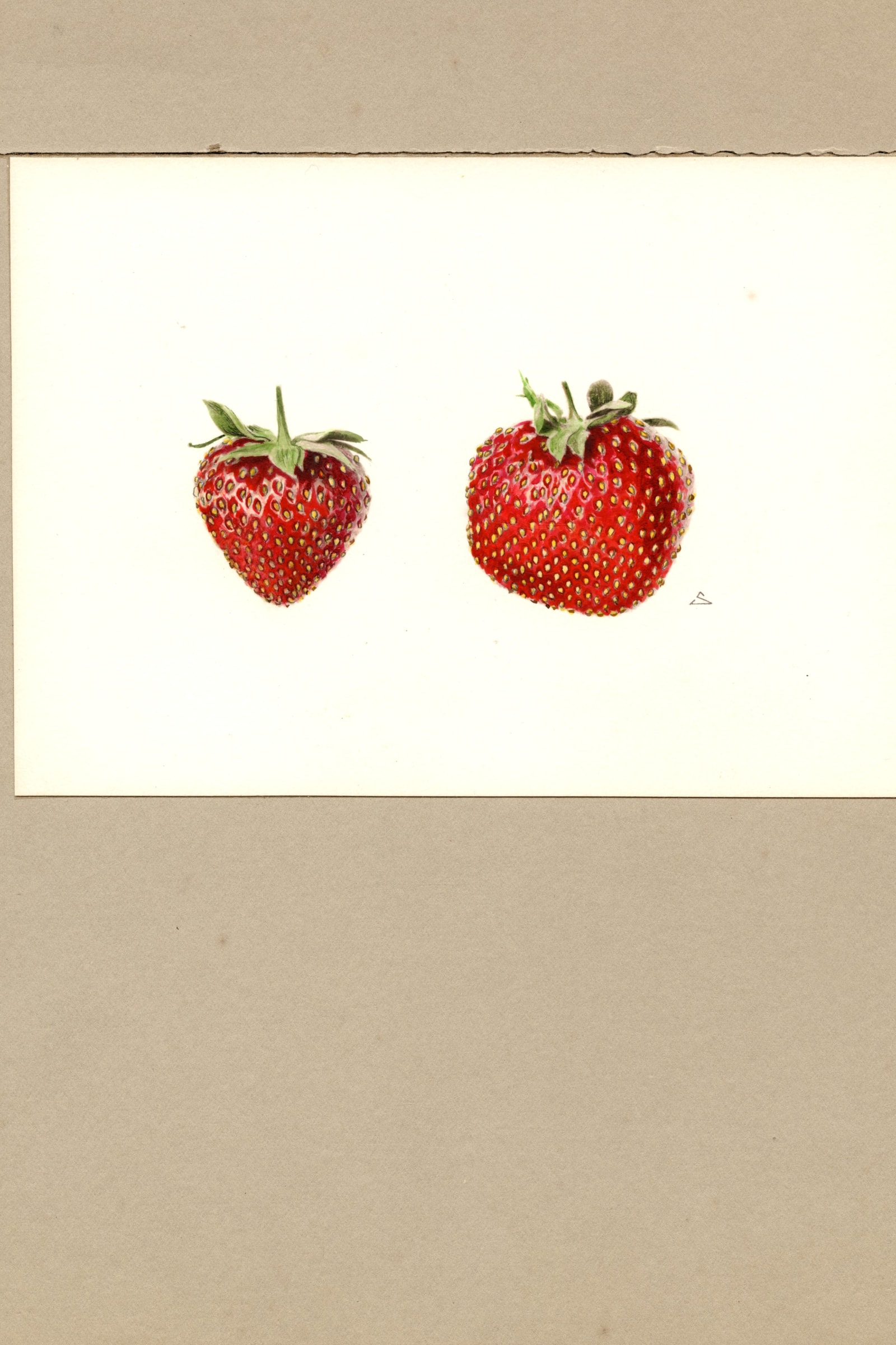 Redstar Strawberry