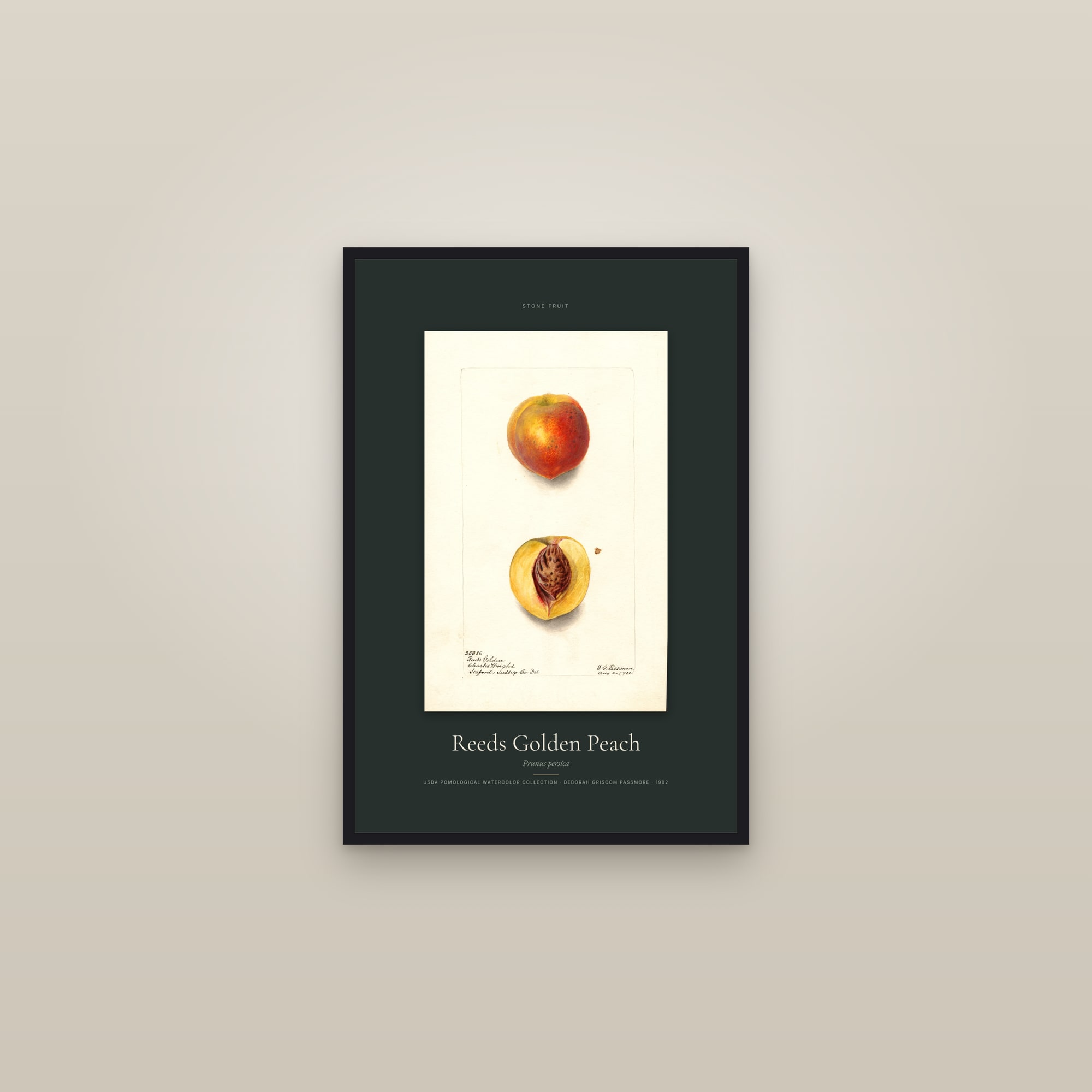 Reeds Golden Peach — Specimen — framed in a gallery setting
