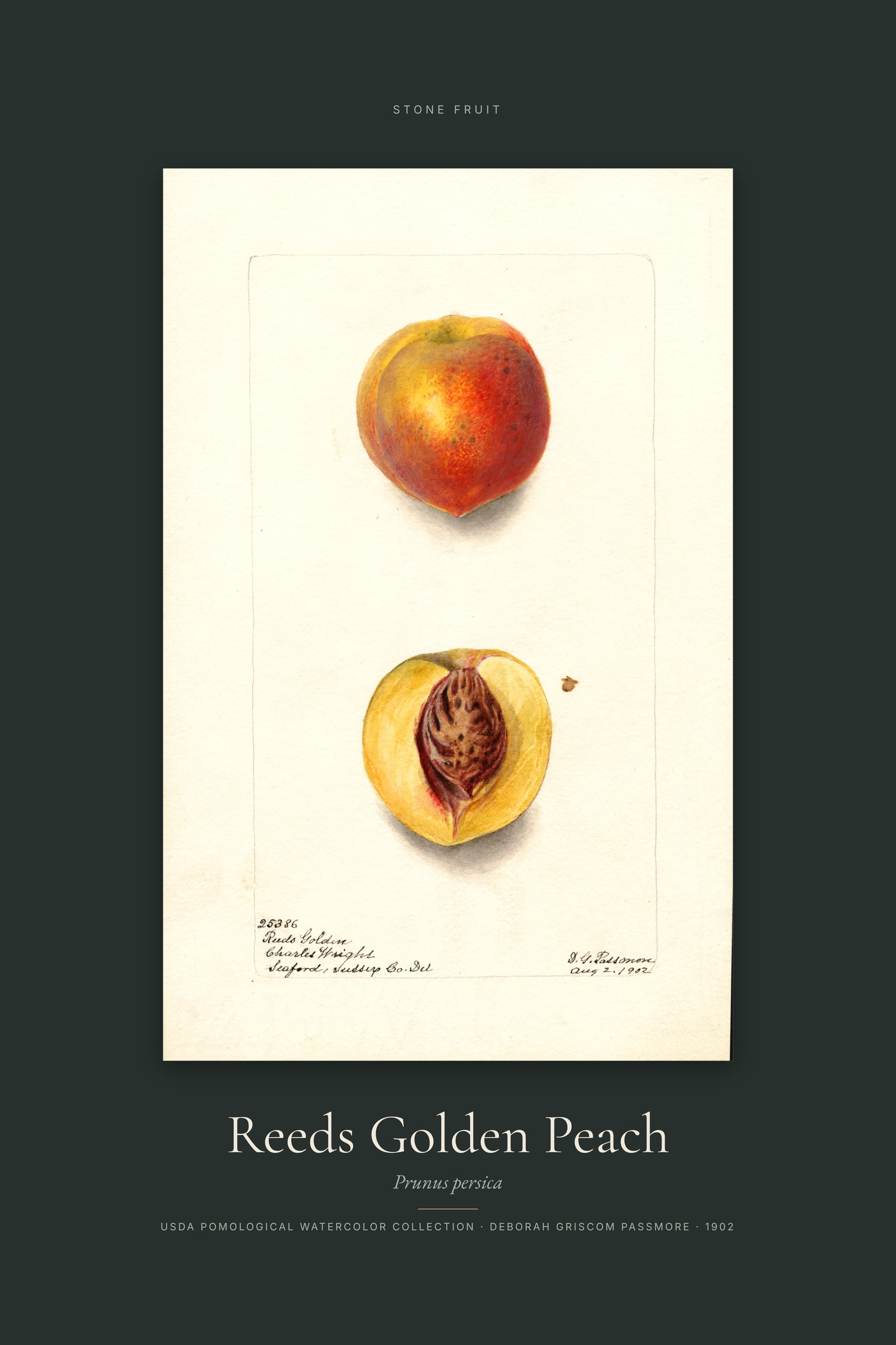 Reeds Golden Peach — Specimen