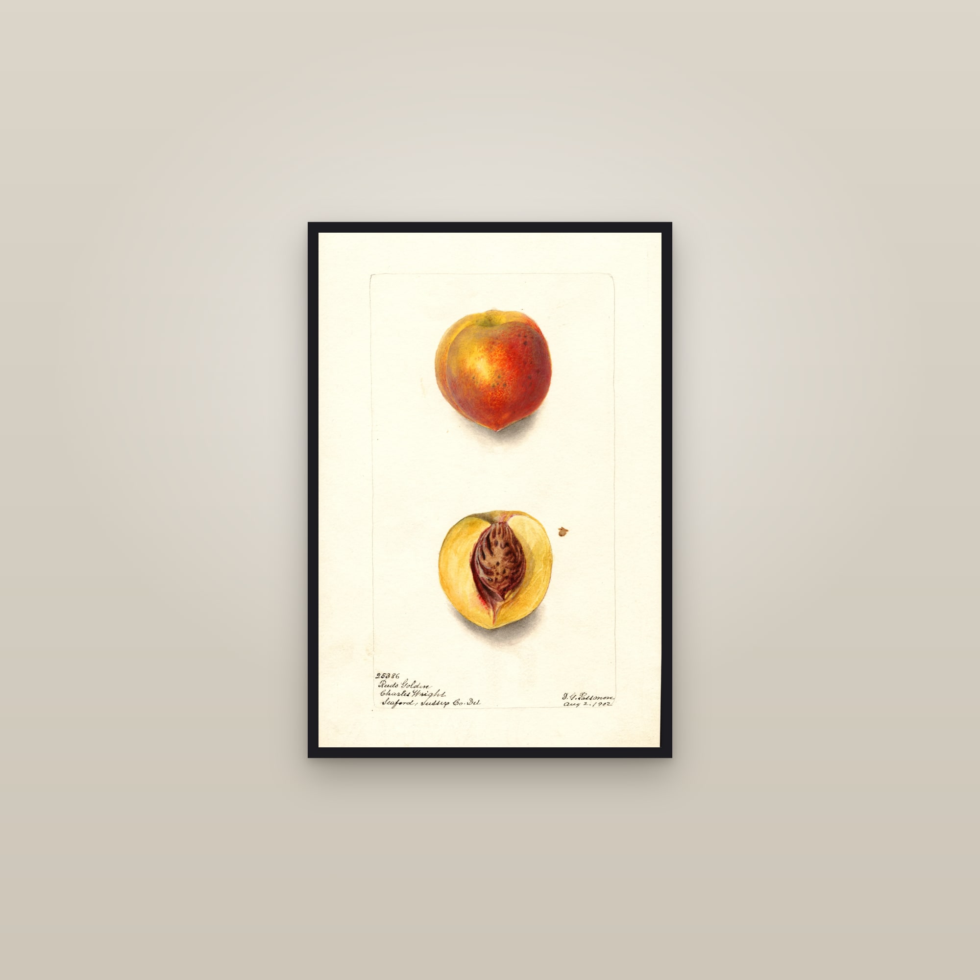 Reeds Golden Peach — framed in a gallery setting