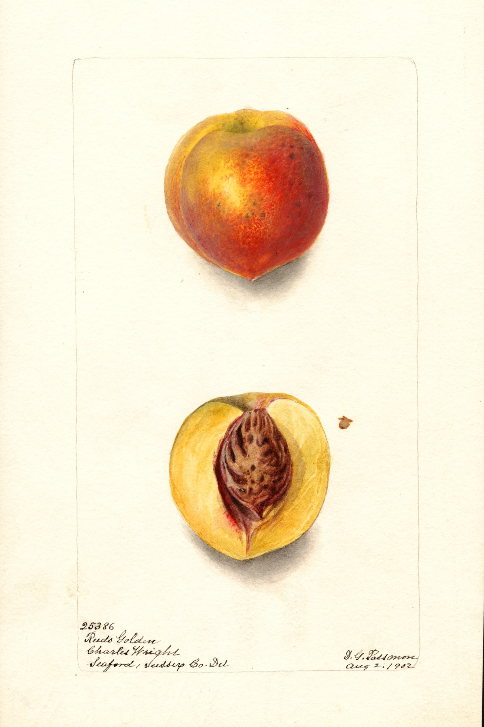 Reeds Golden Peach