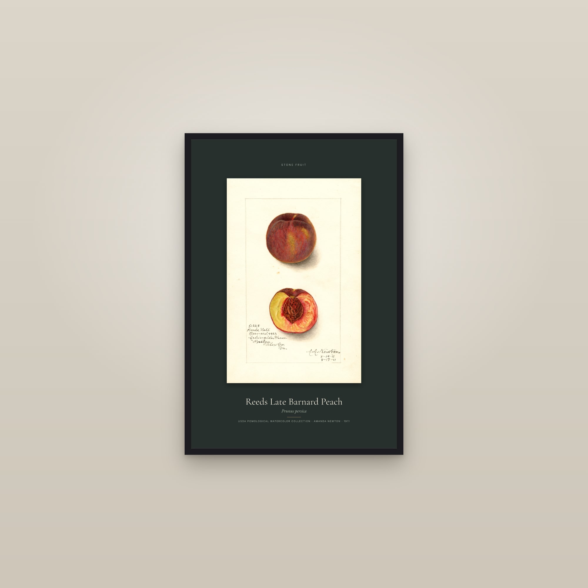 Reeds Late Barnard Peach — Specimen — framed in a gallery setting