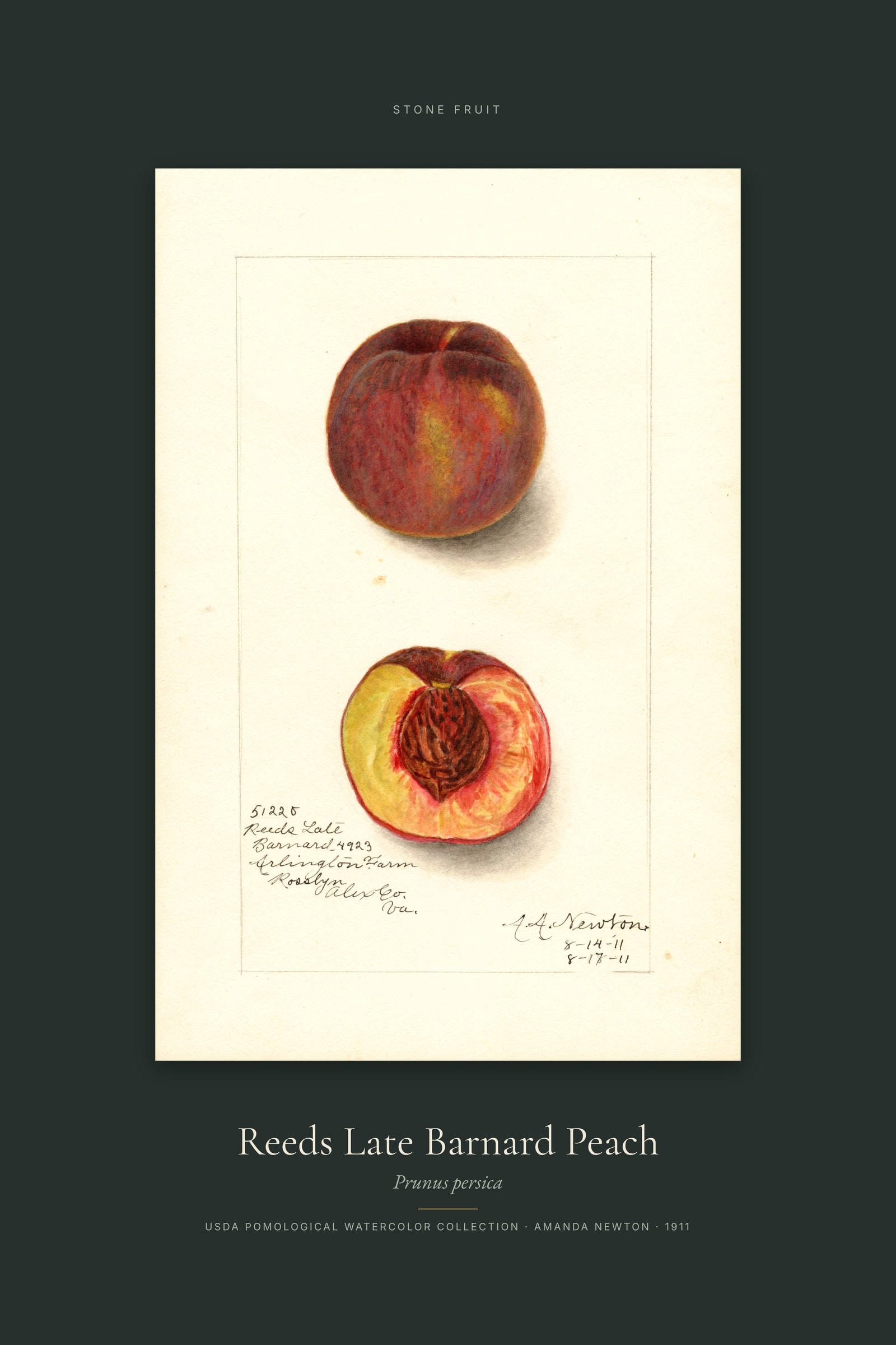 Reeds Late Barnard Peach — Specimen