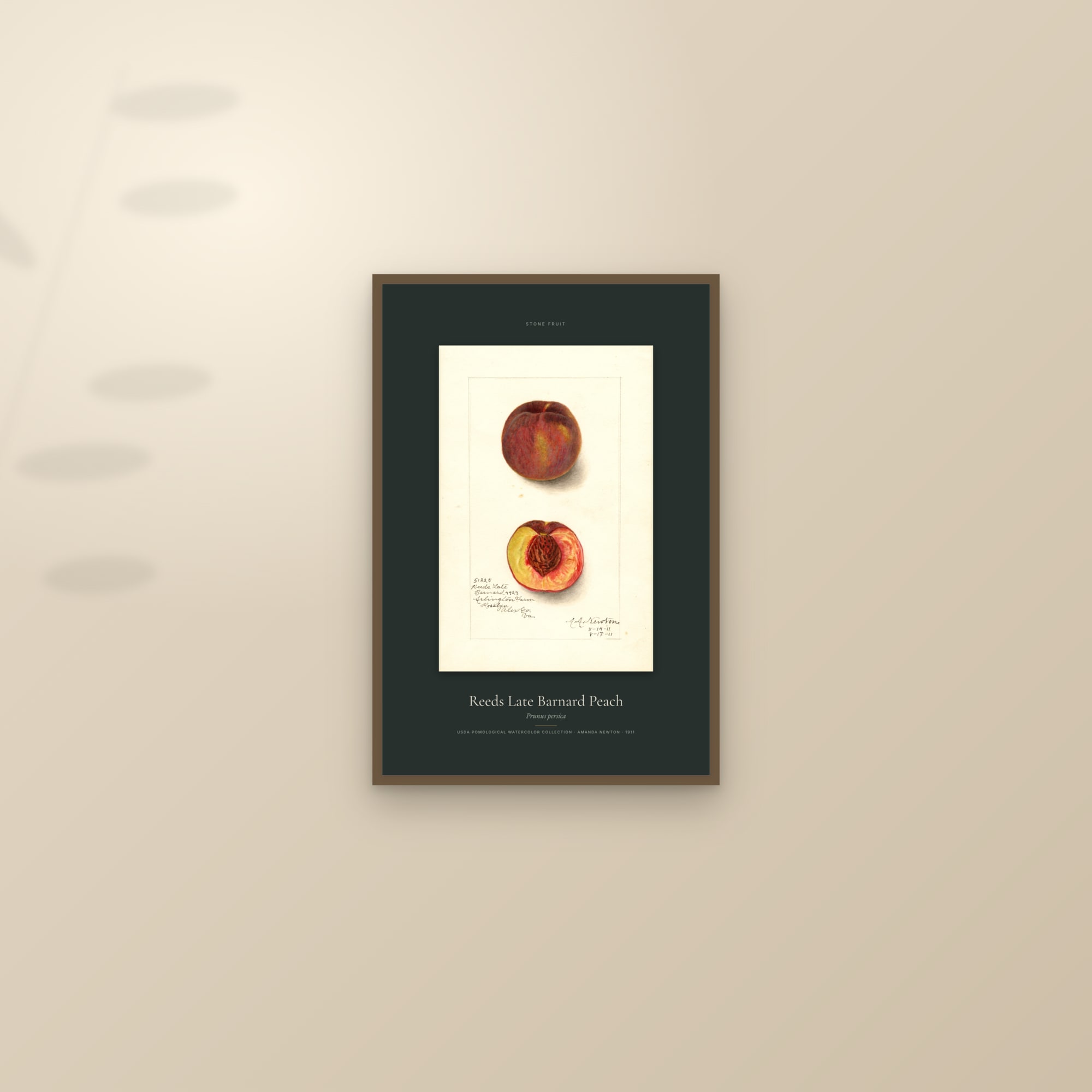 Reeds Late Barnard Peach — Specimen — framed and styled on a sunlit wall