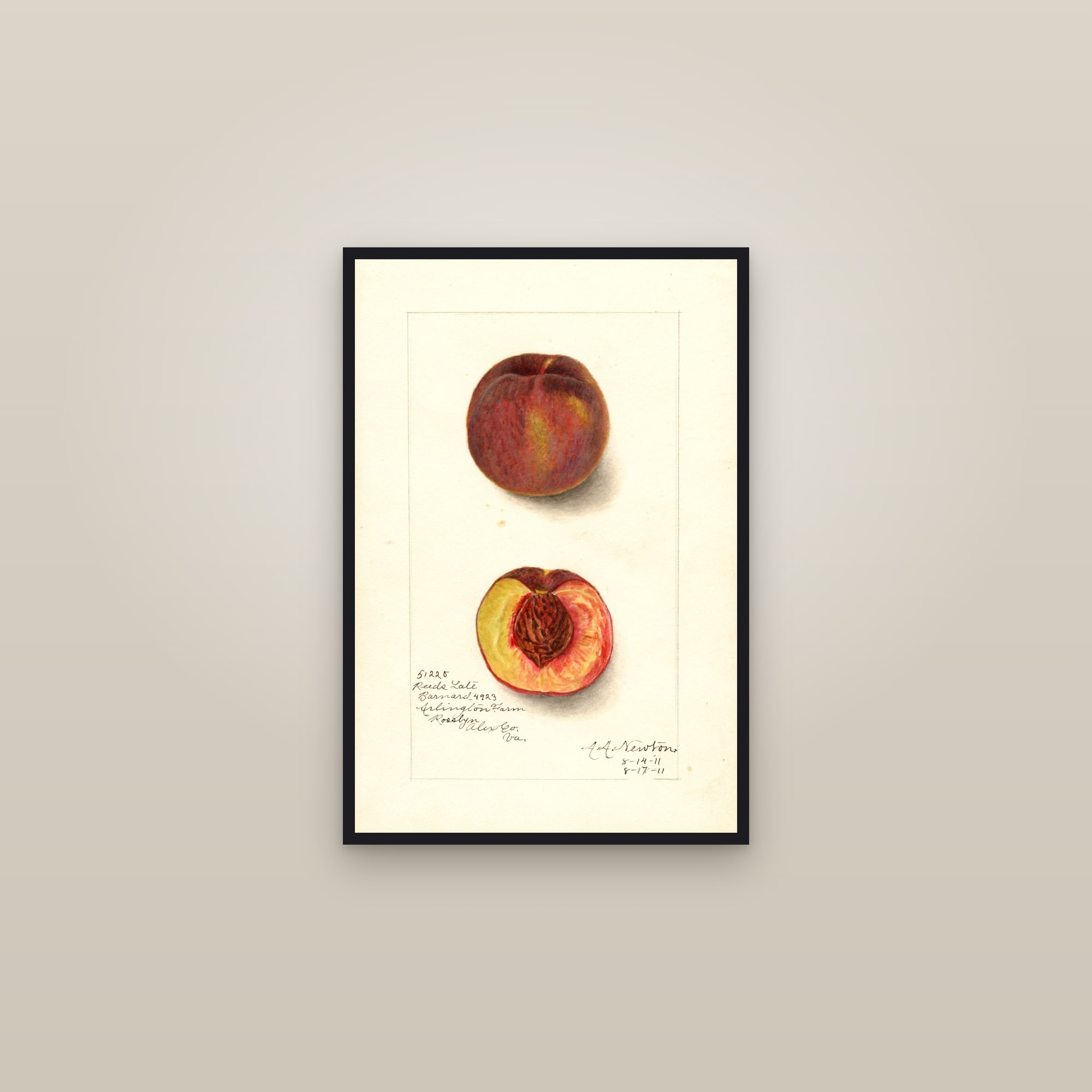 Reeds Late Barnard Peach — framed in a gallery setting