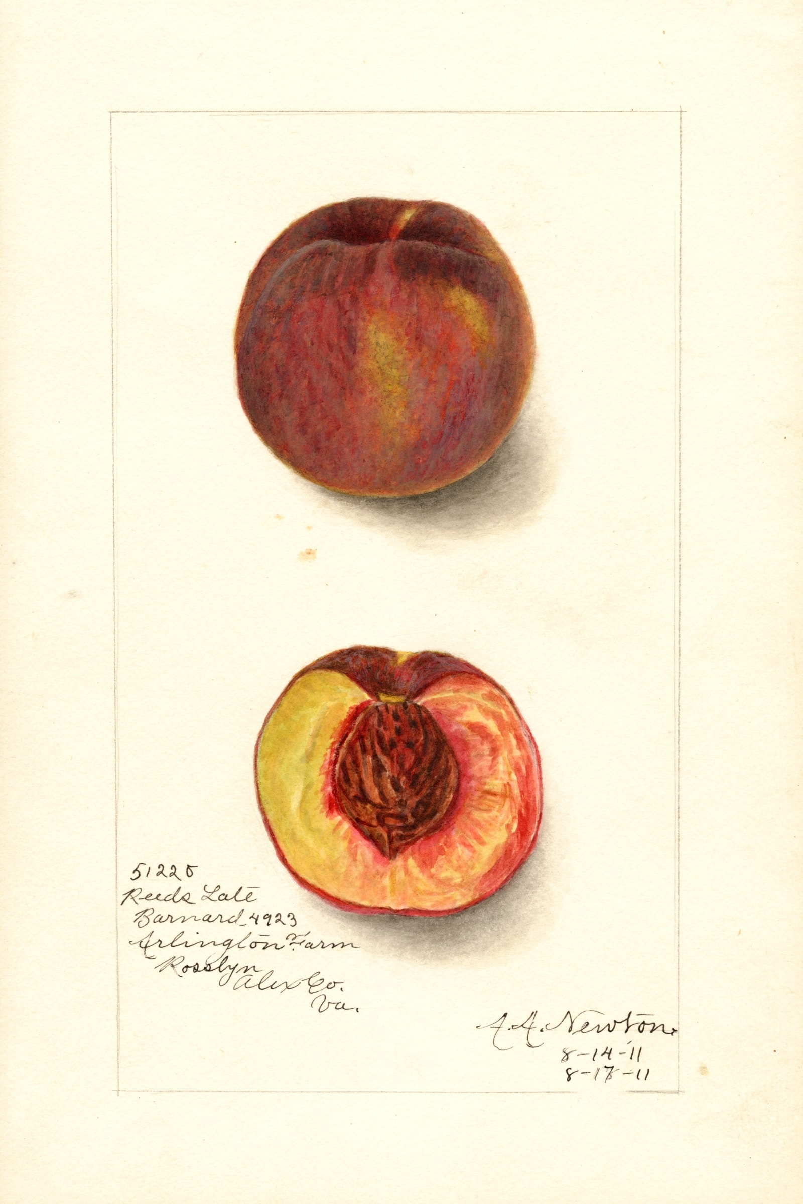 Reeds Late Barnard Peach