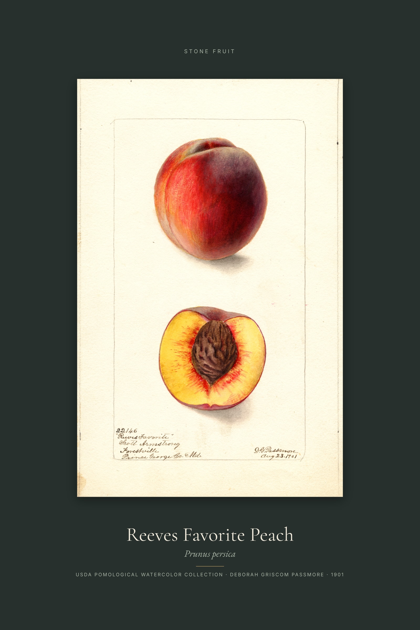 Reeves Favorite Peach — Specimen