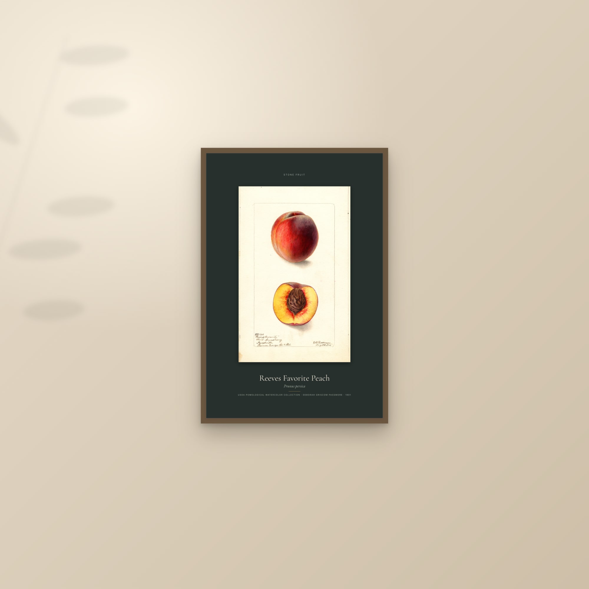 Reeves Favorite Peach — Specimen — framed and styled on a sunlit wall