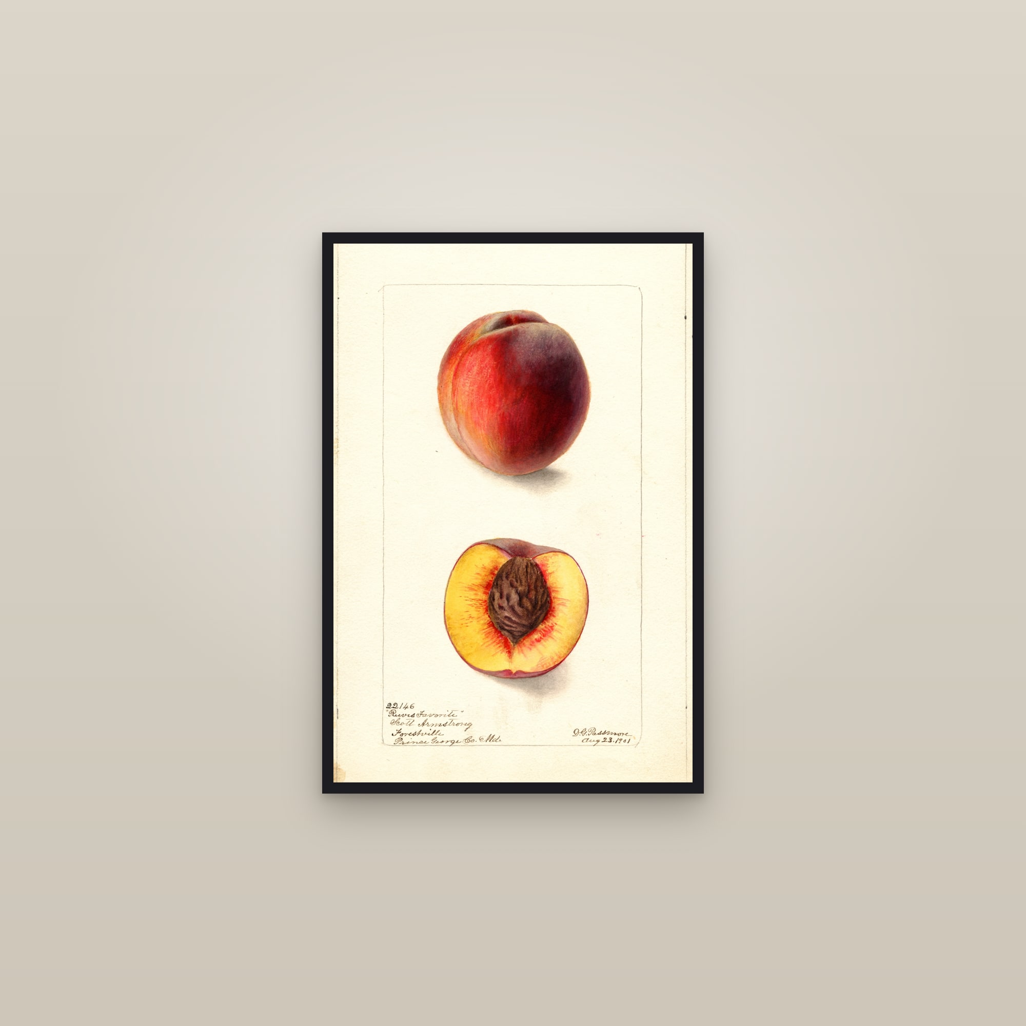 Reeves Favorite Peach — framed in a gallery setting