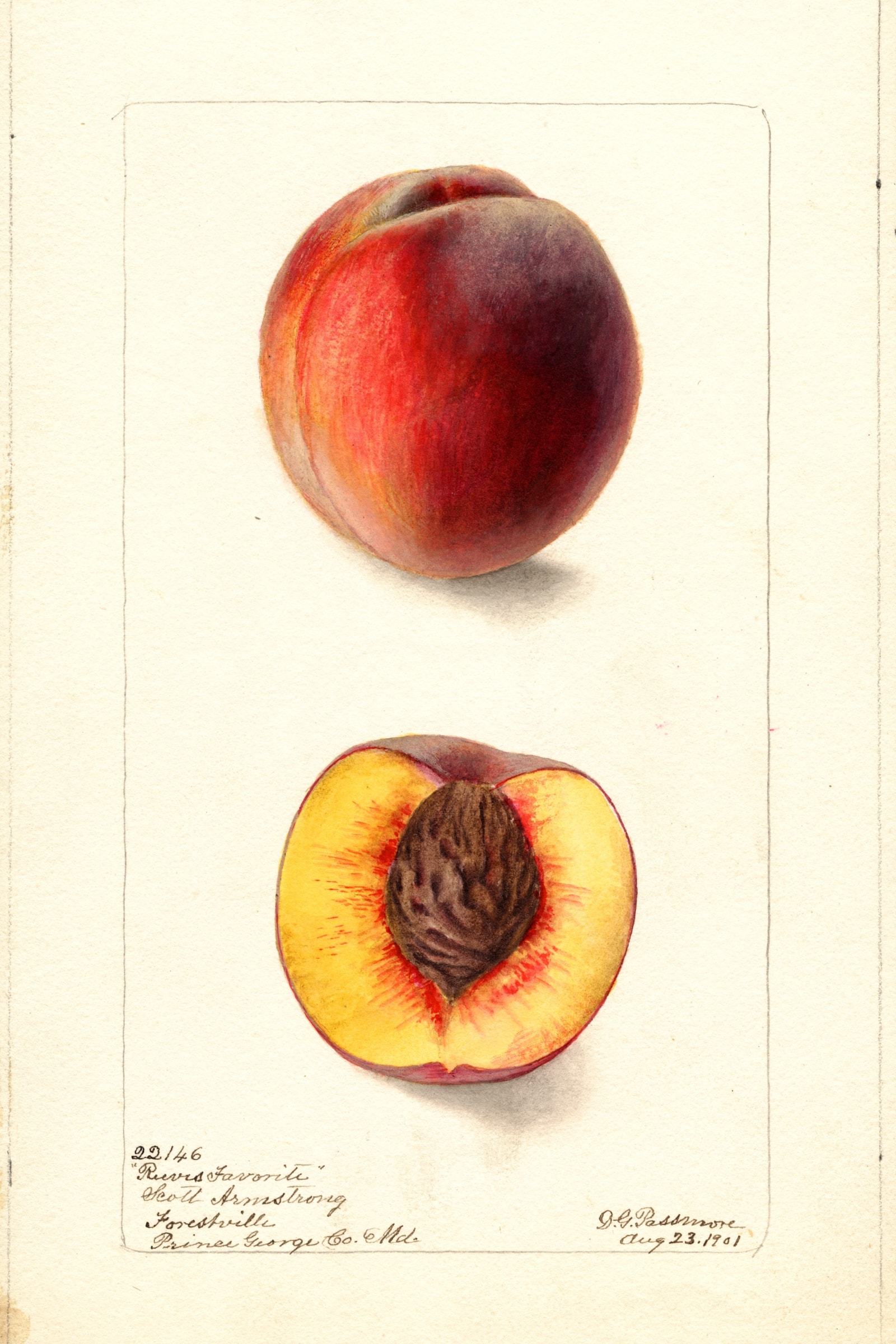 Reeves Favorite Peach