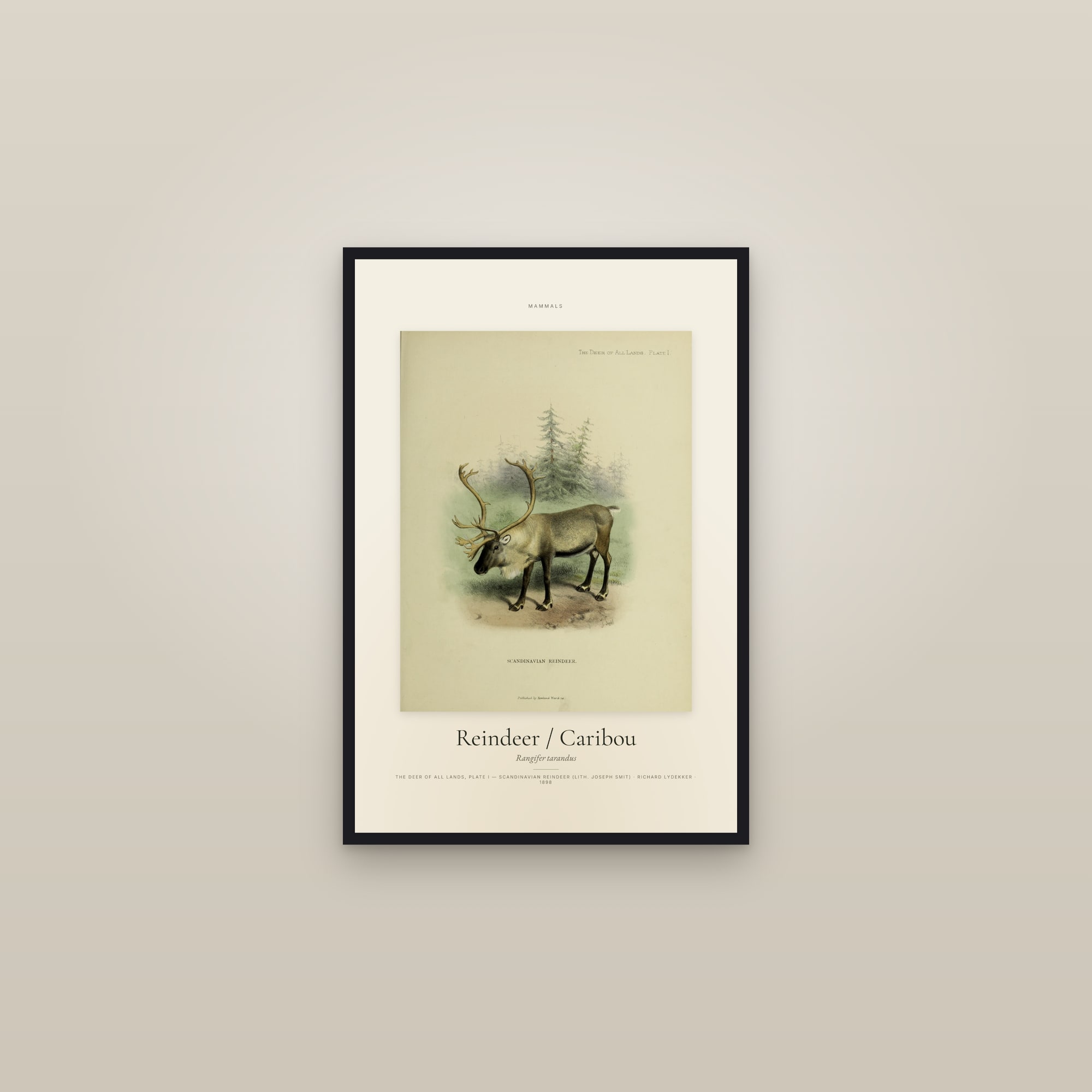 Reindeer / Caribou — Specimen — framed in a gallery setting