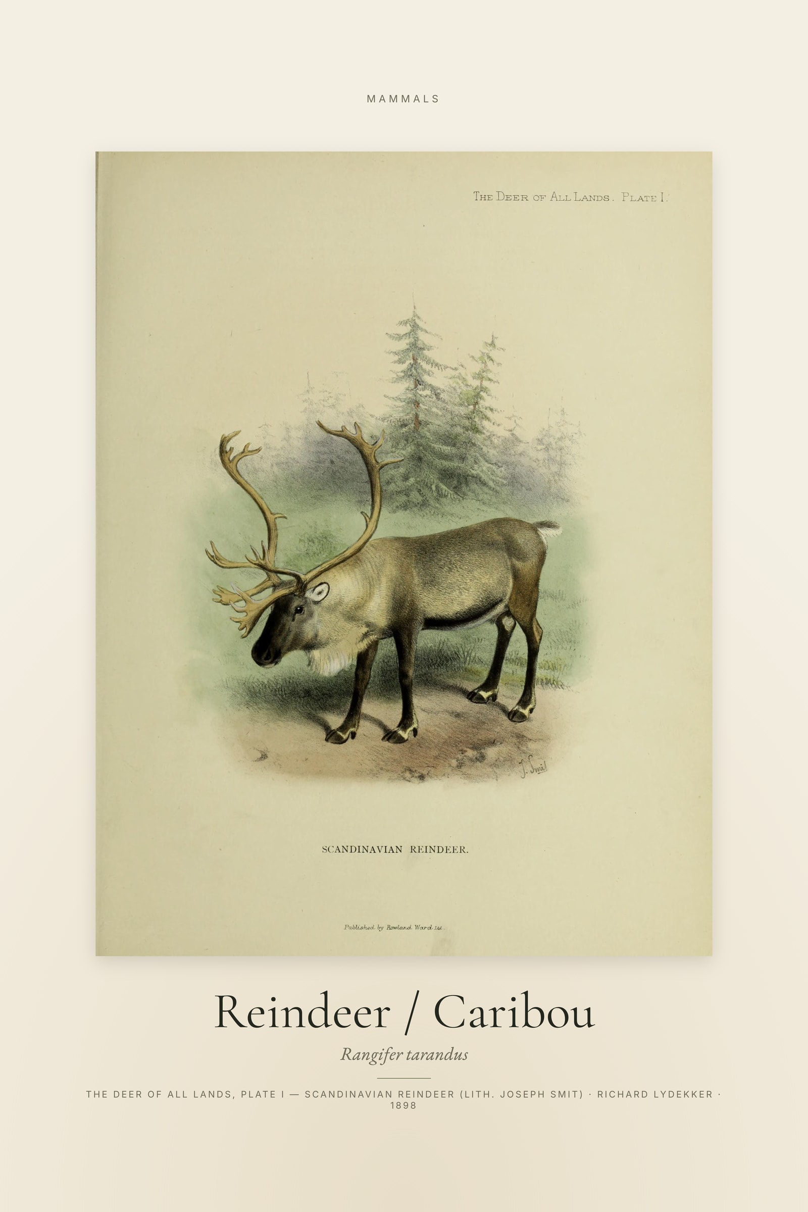 Reindeer / Caribou — Specimen