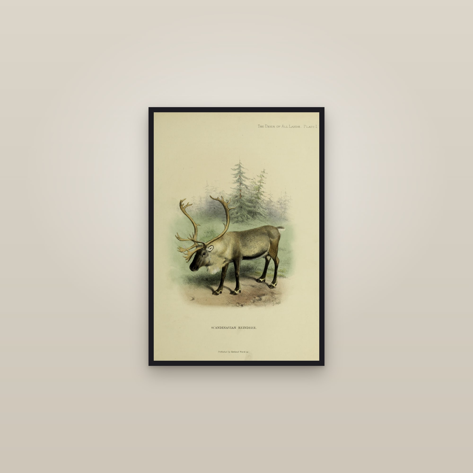 Reindeer / Caribou — framed in a gallery setting