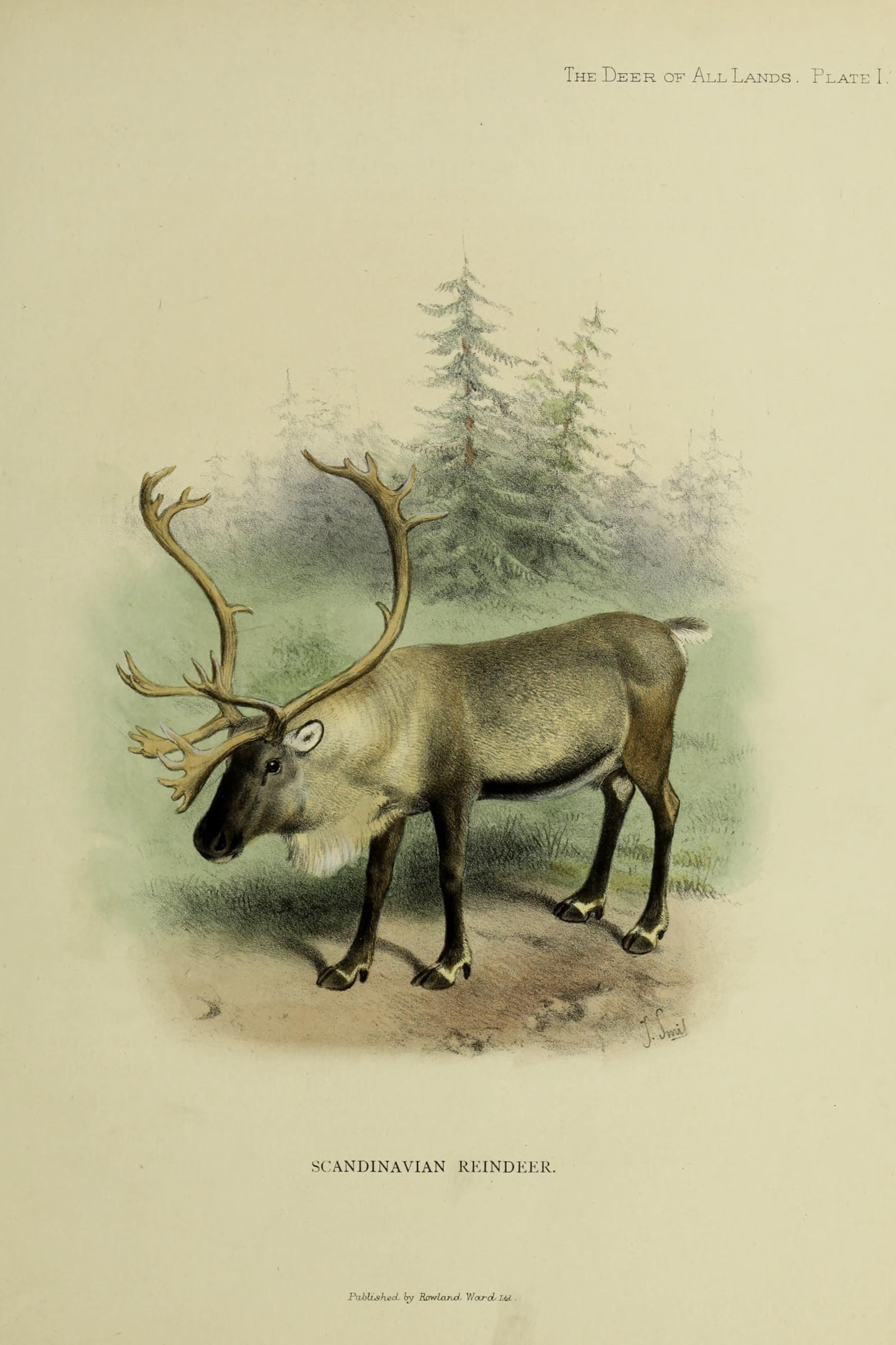 Reindeer / Caribou