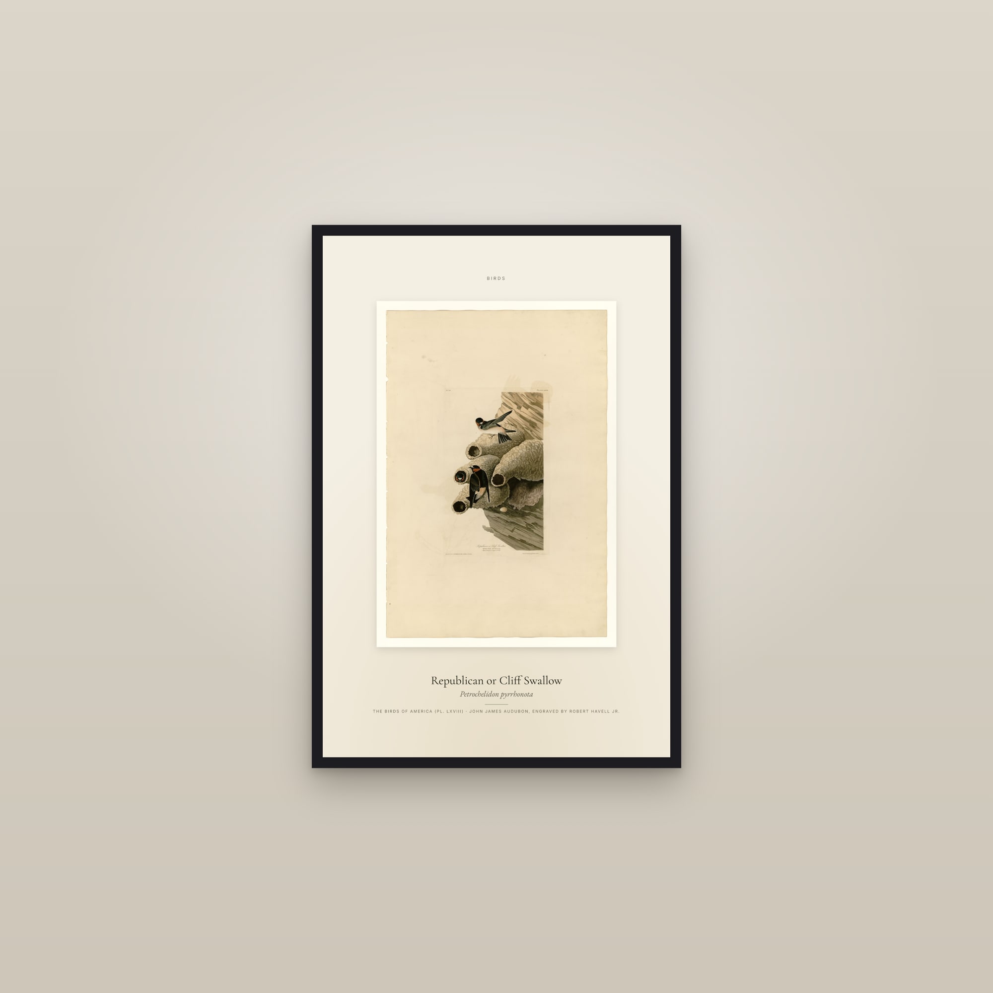 Republican or Cliff Swallow — Specimen — framed in a gallery setting