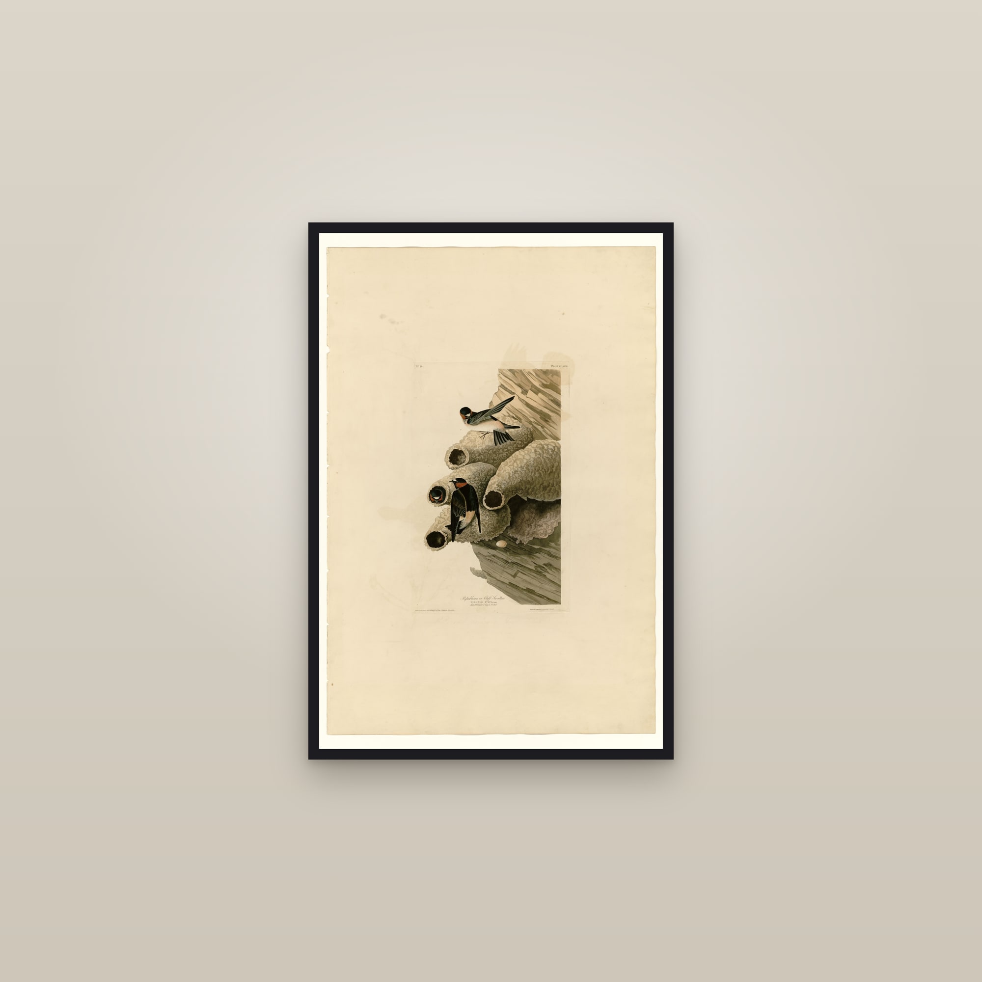 Republican or Cliff Swallow — framed in a gallery setting