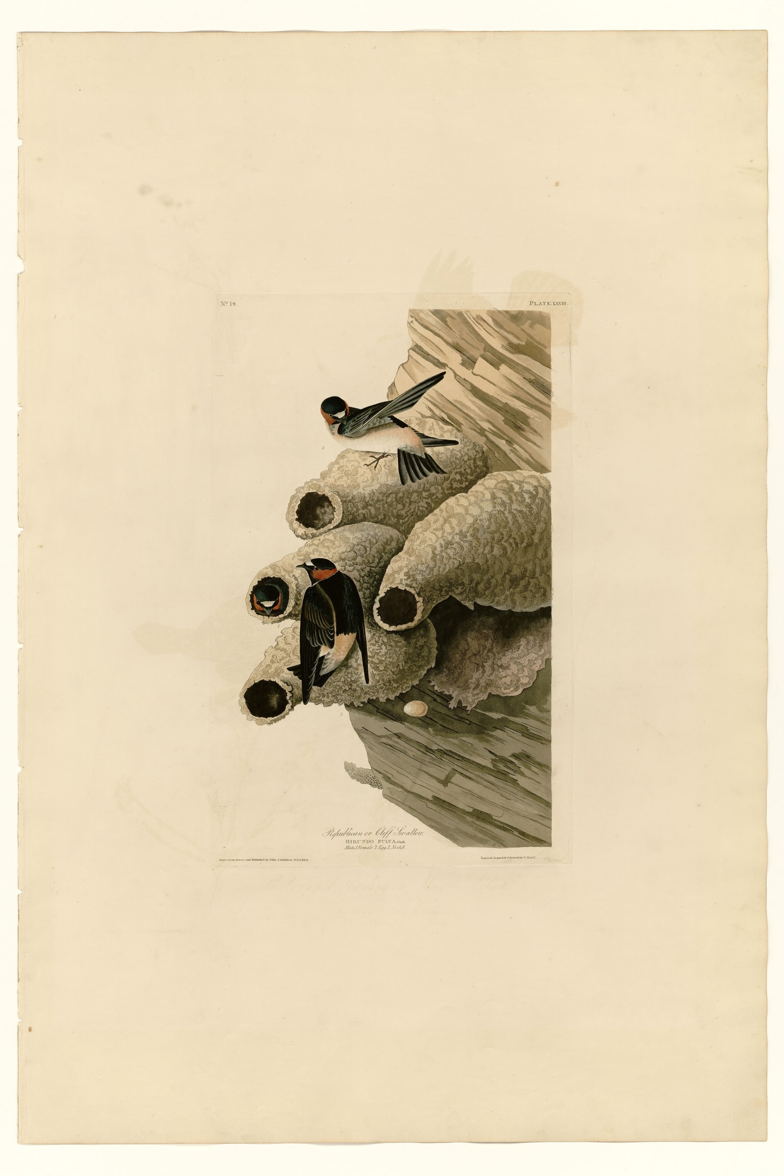 Republican or Cliff Swallow
