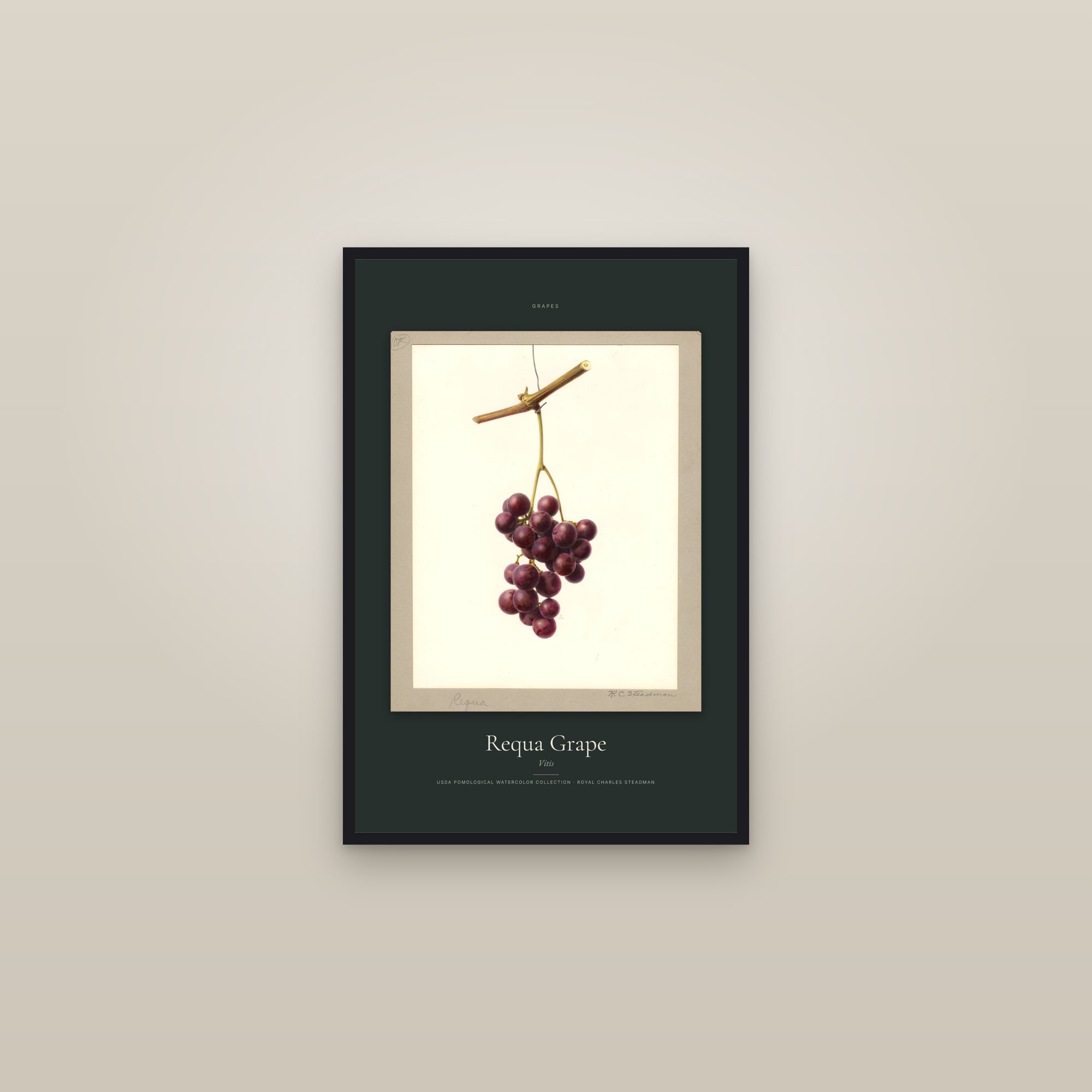 Requa Grape — Specimen — framed in a gallery setting