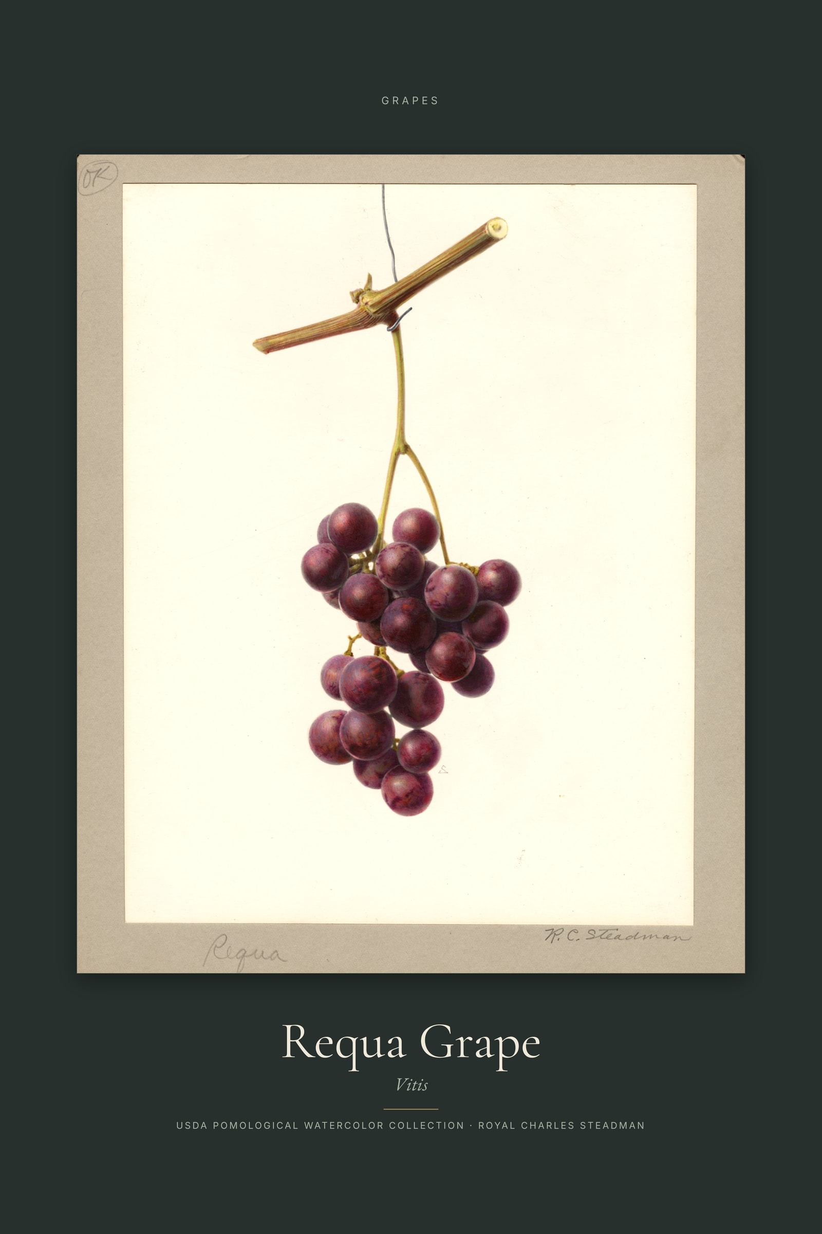 Requa Grape — Specimen
