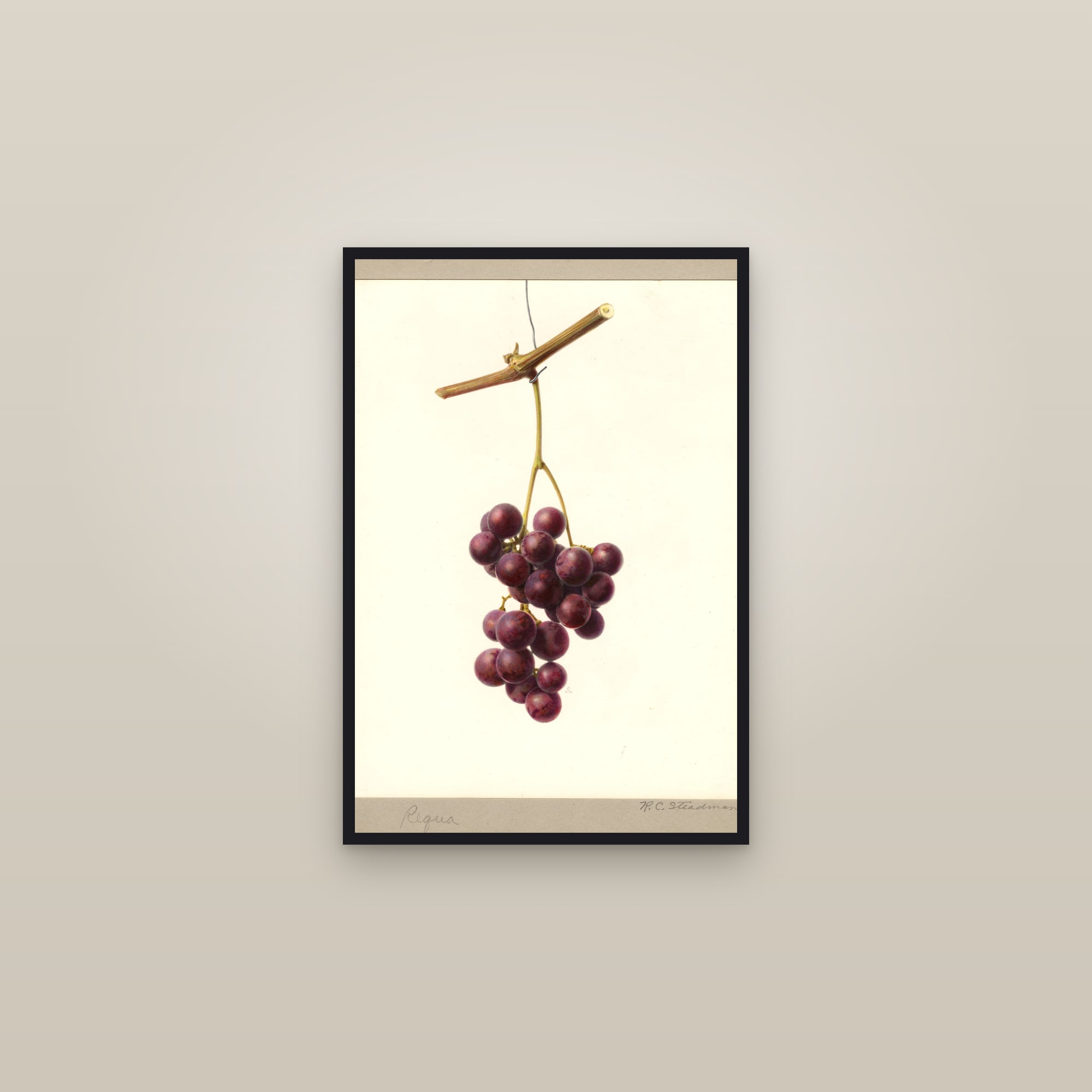 Requa Grape — framed in a gallery setting