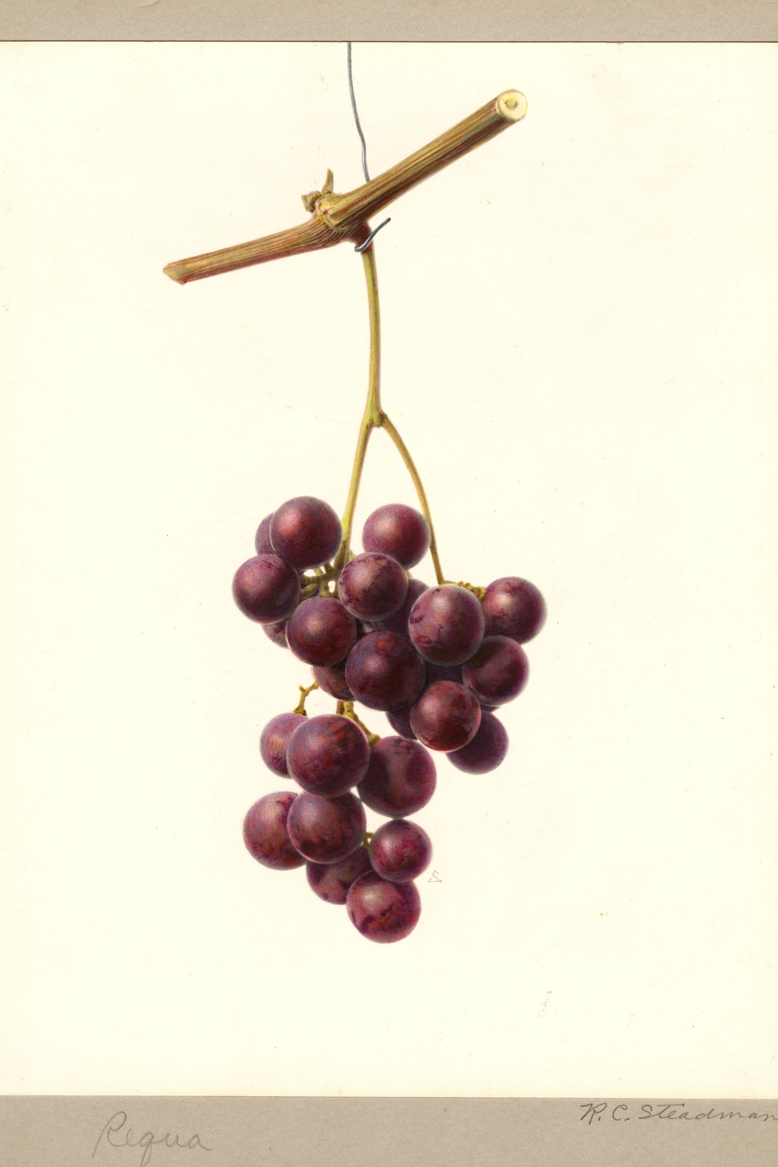 Requa Grape