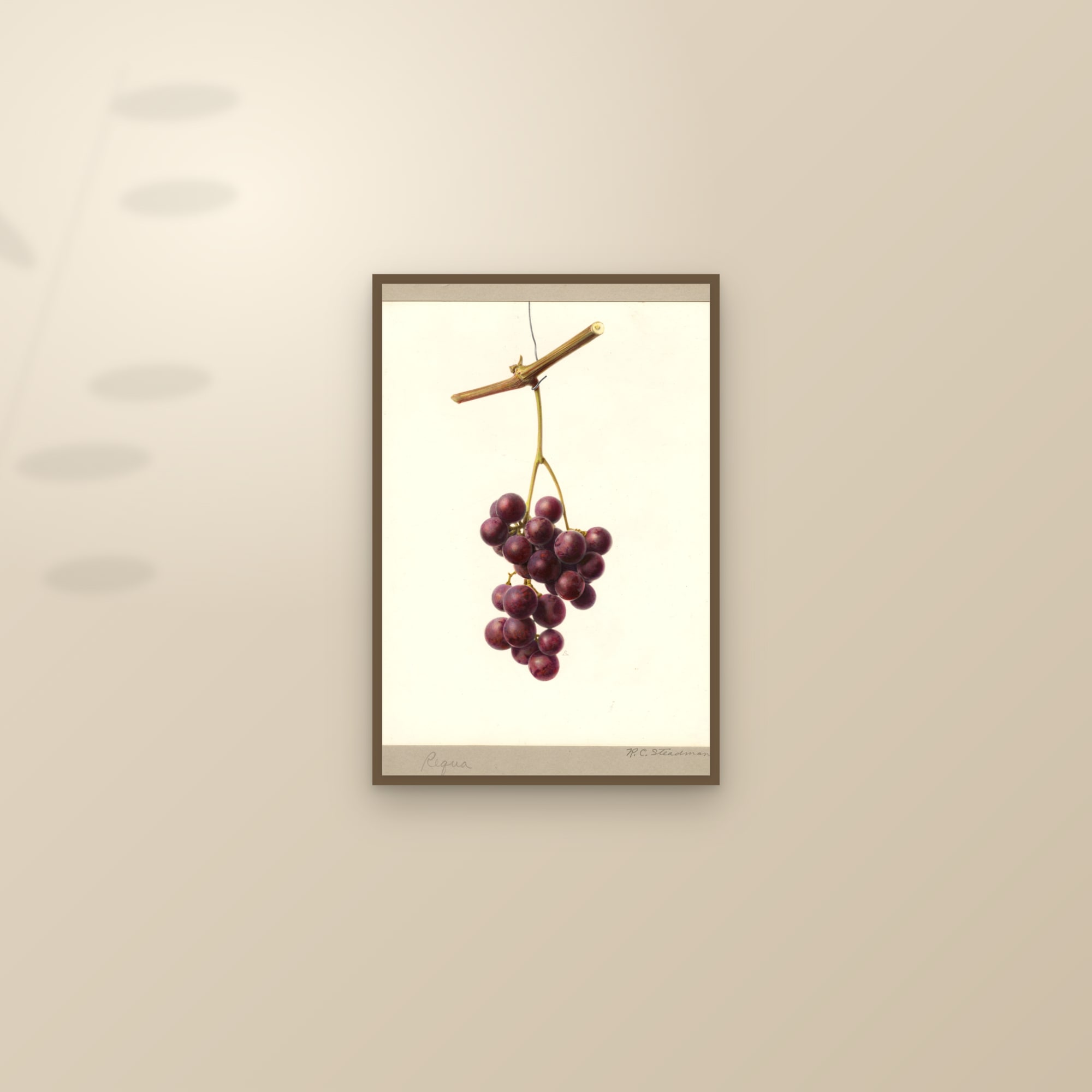 Requa Grape — framed and styled on a sunlit wall