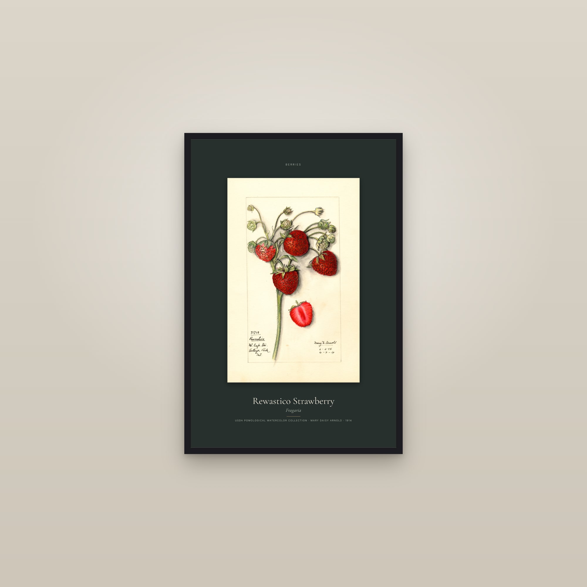 Rewastico Strawberry — Specimen — framed in a gallery setting