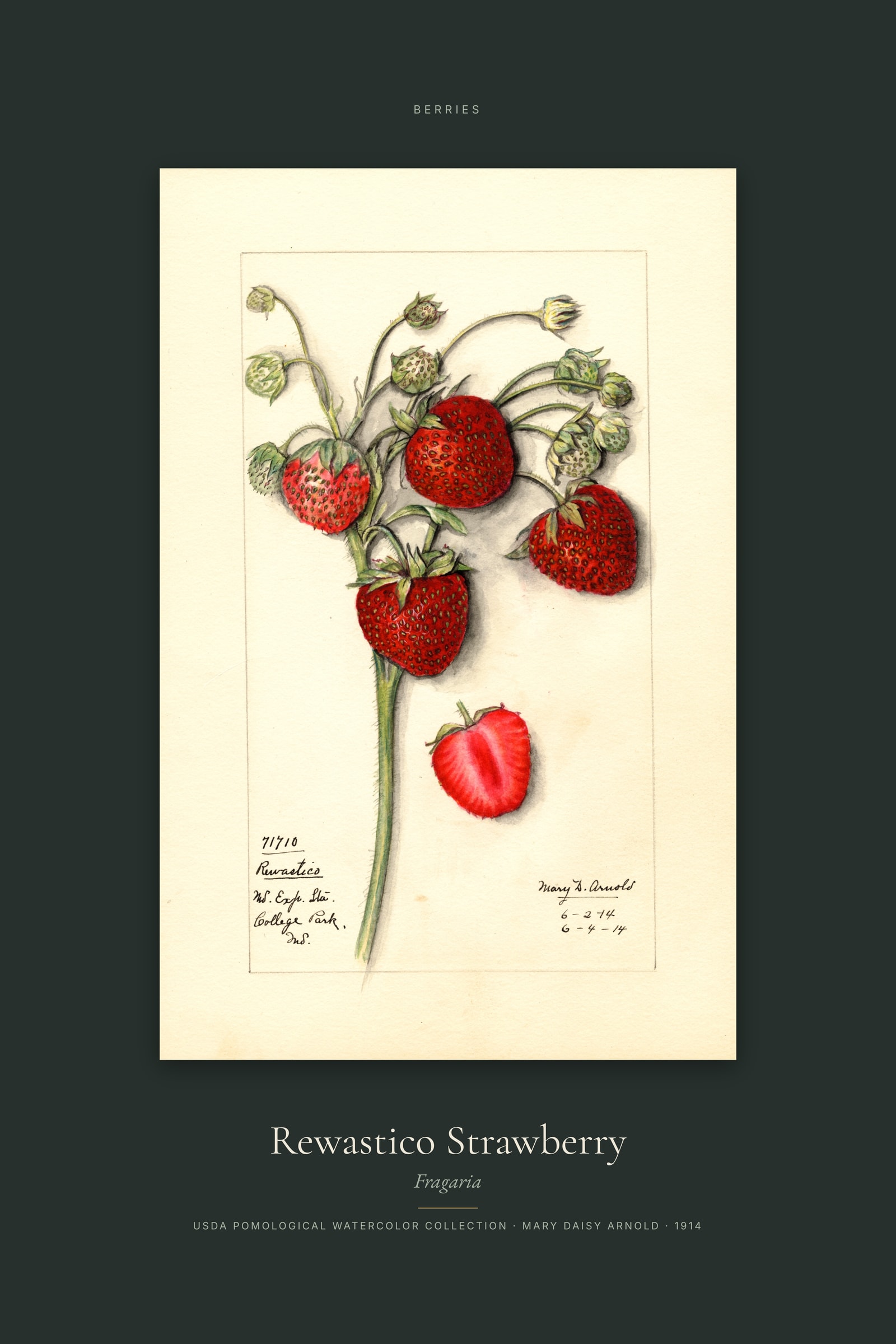 Rewastico Strawberry — Specimen