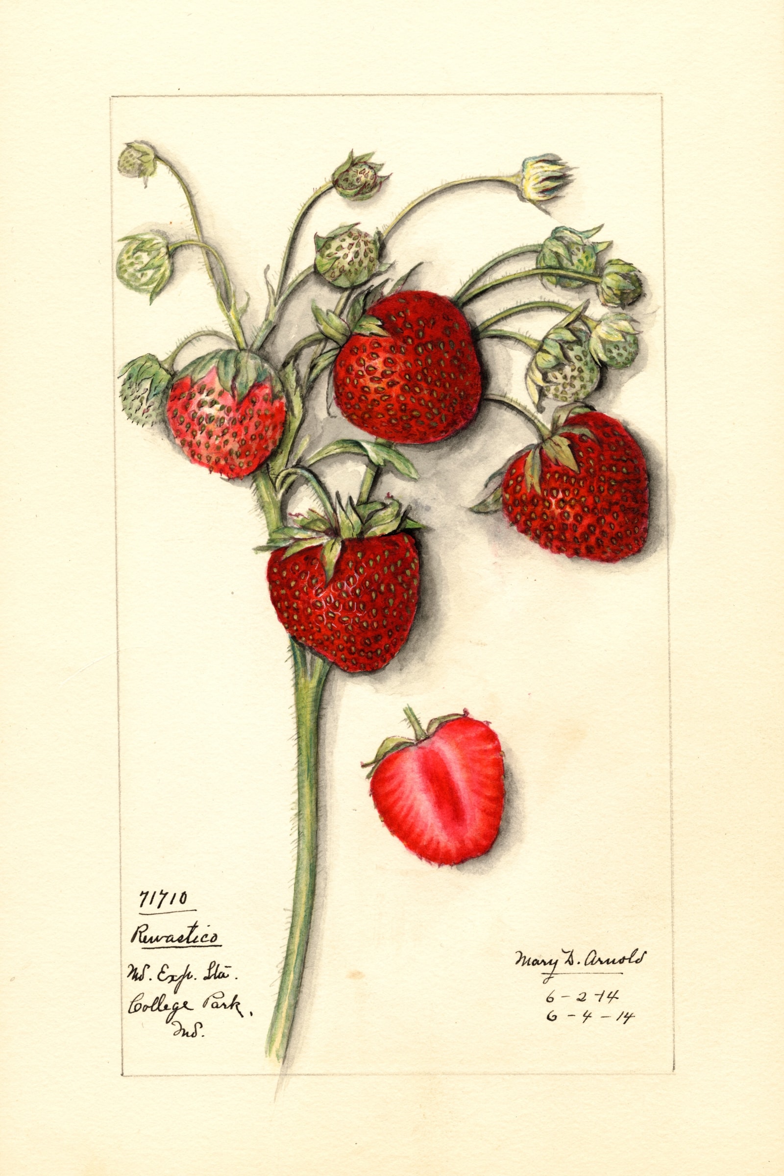 Rewastico Strawberry