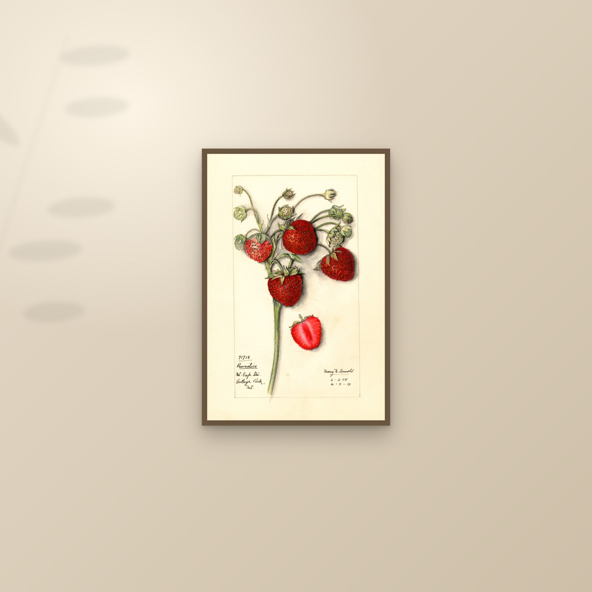 Rewastico Strawberry — framed and styled on a sunlit wall