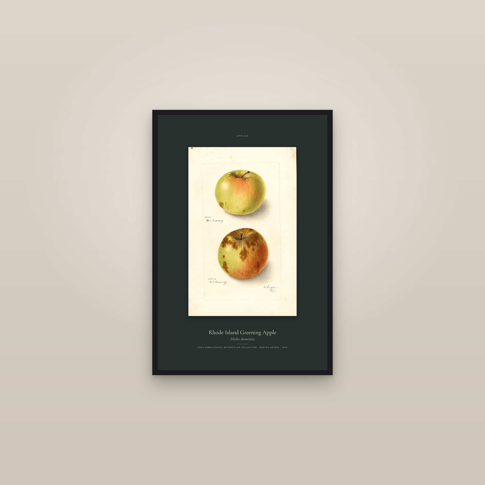 Rhode Island Greening Apple — Specimen — framed in a gallery setting