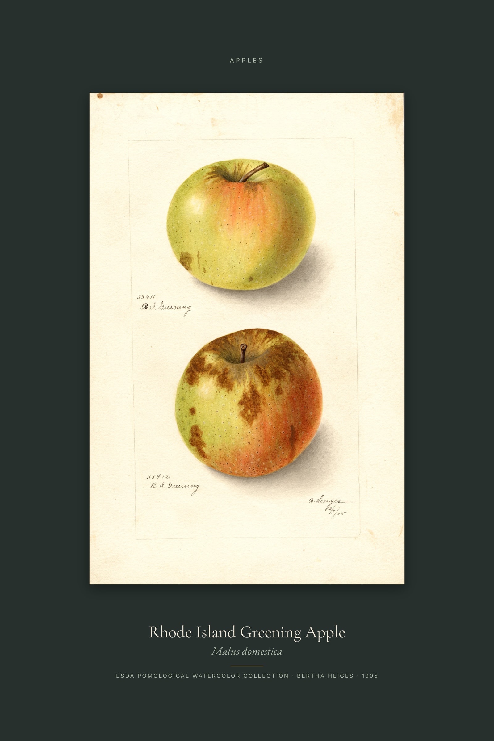 Rhode Island Greening Apple — Specimen
