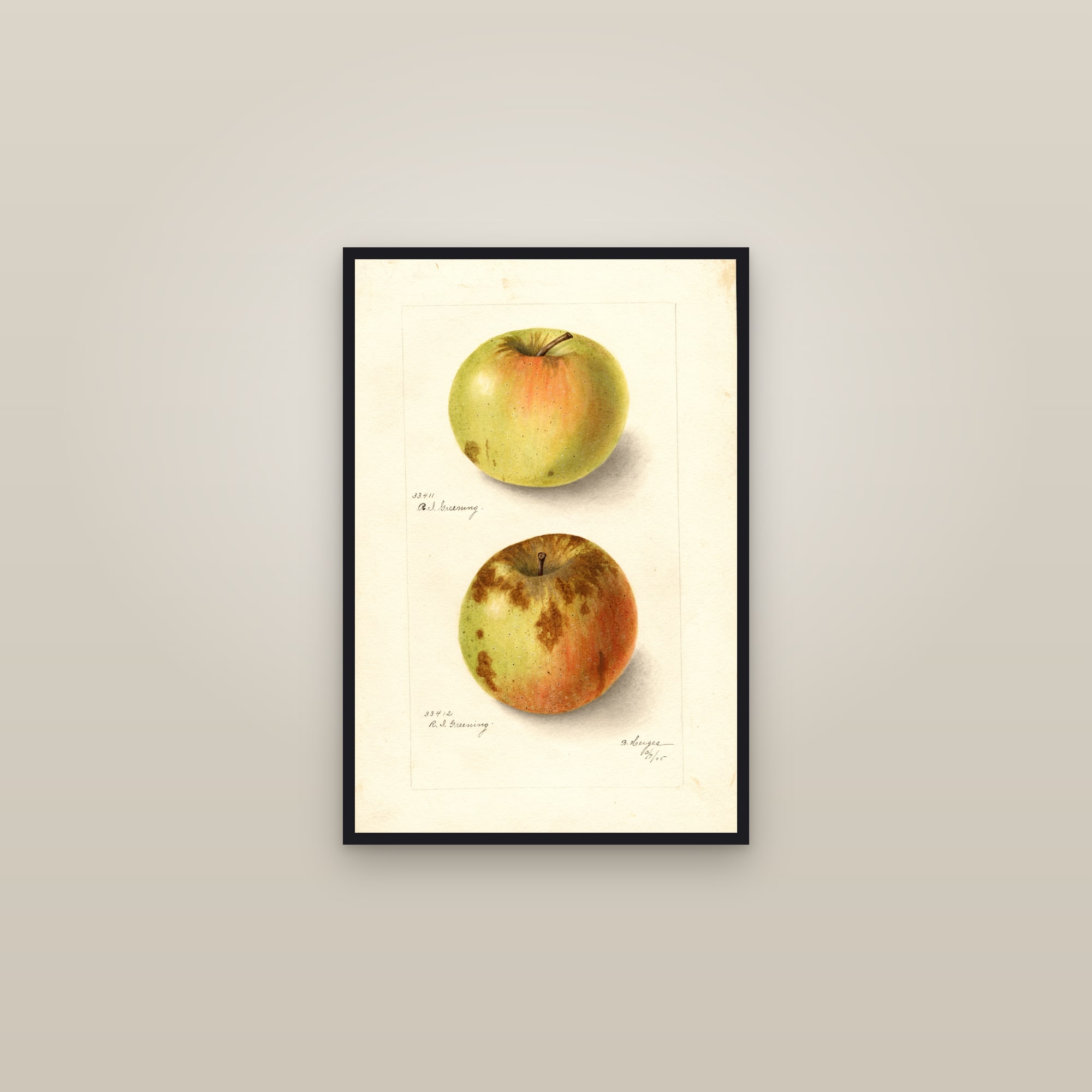 Rhode Island Greening Apple — framed in a gallery setting