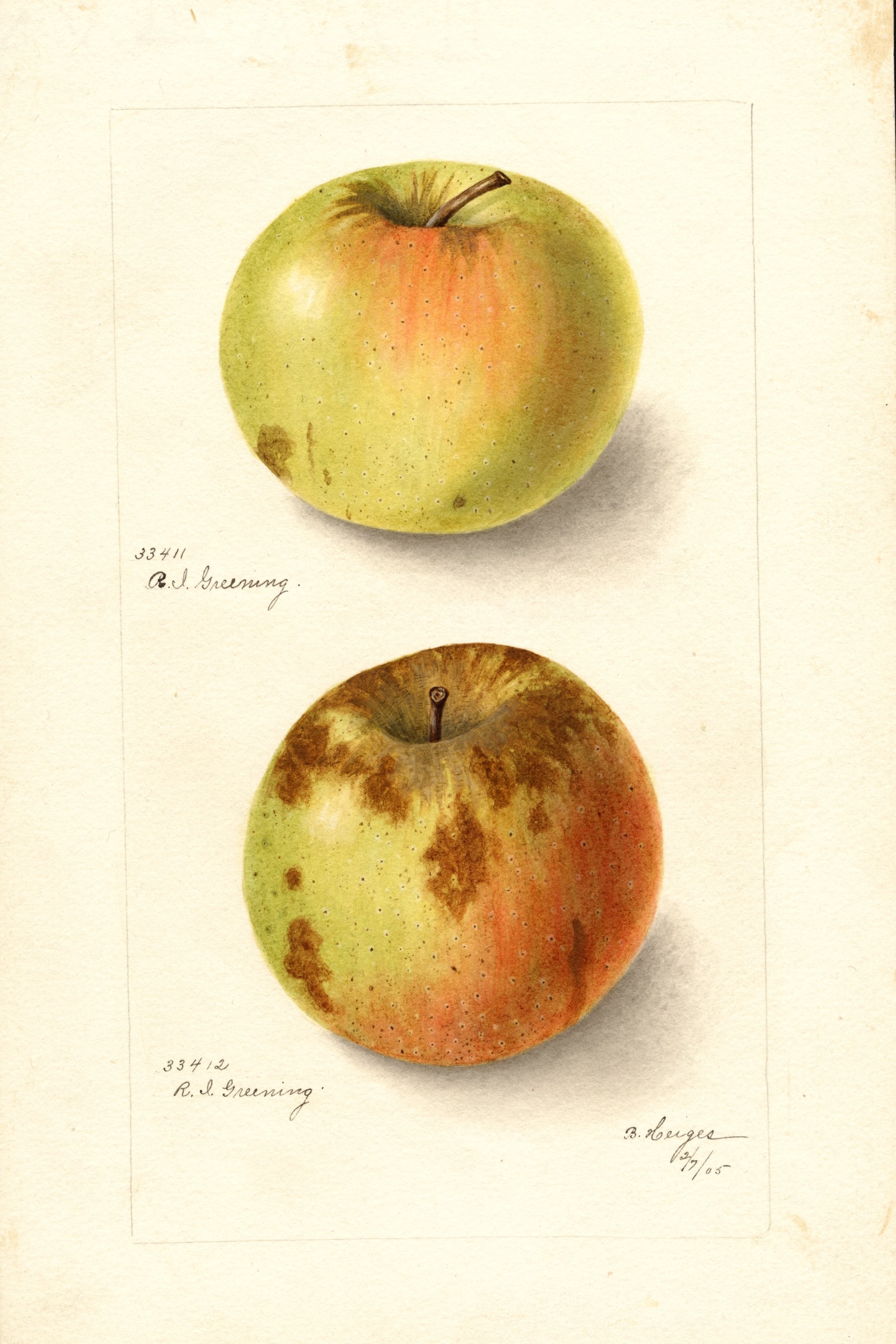 Rhode Island Greening Apple