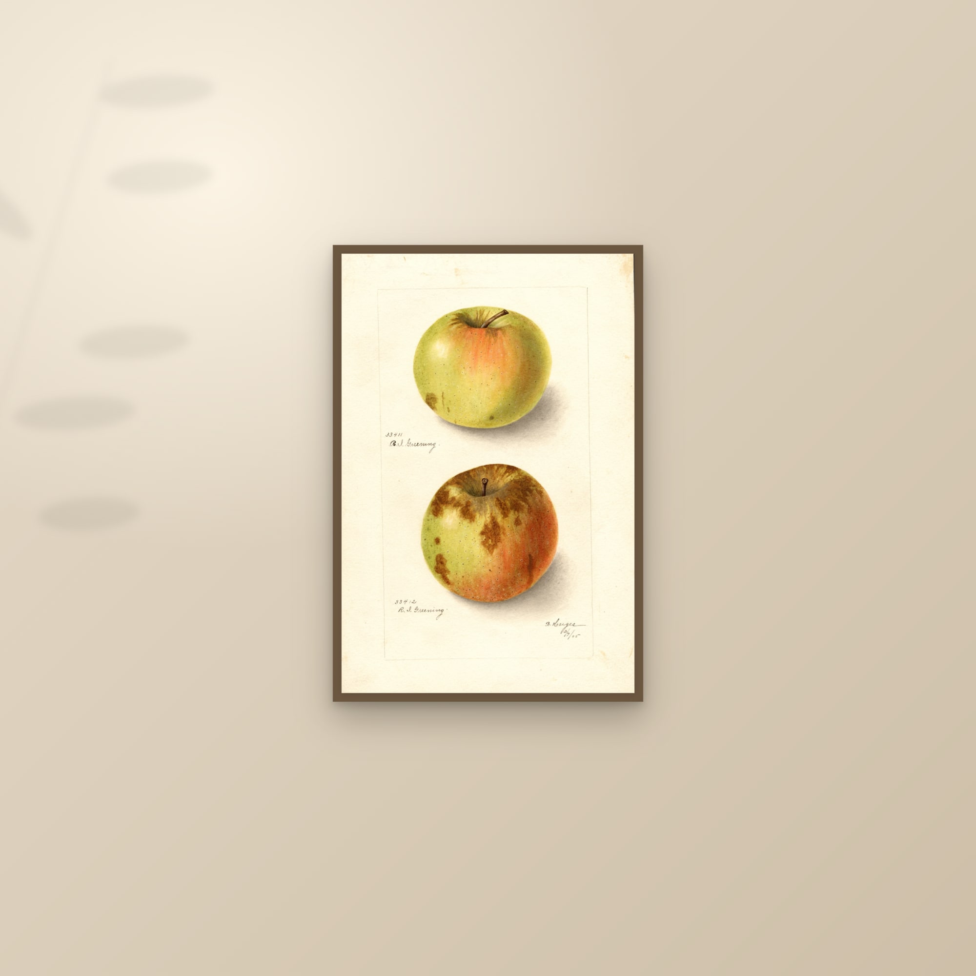 Rhode Island Greening Apple — framed and styled on a sunlit wall