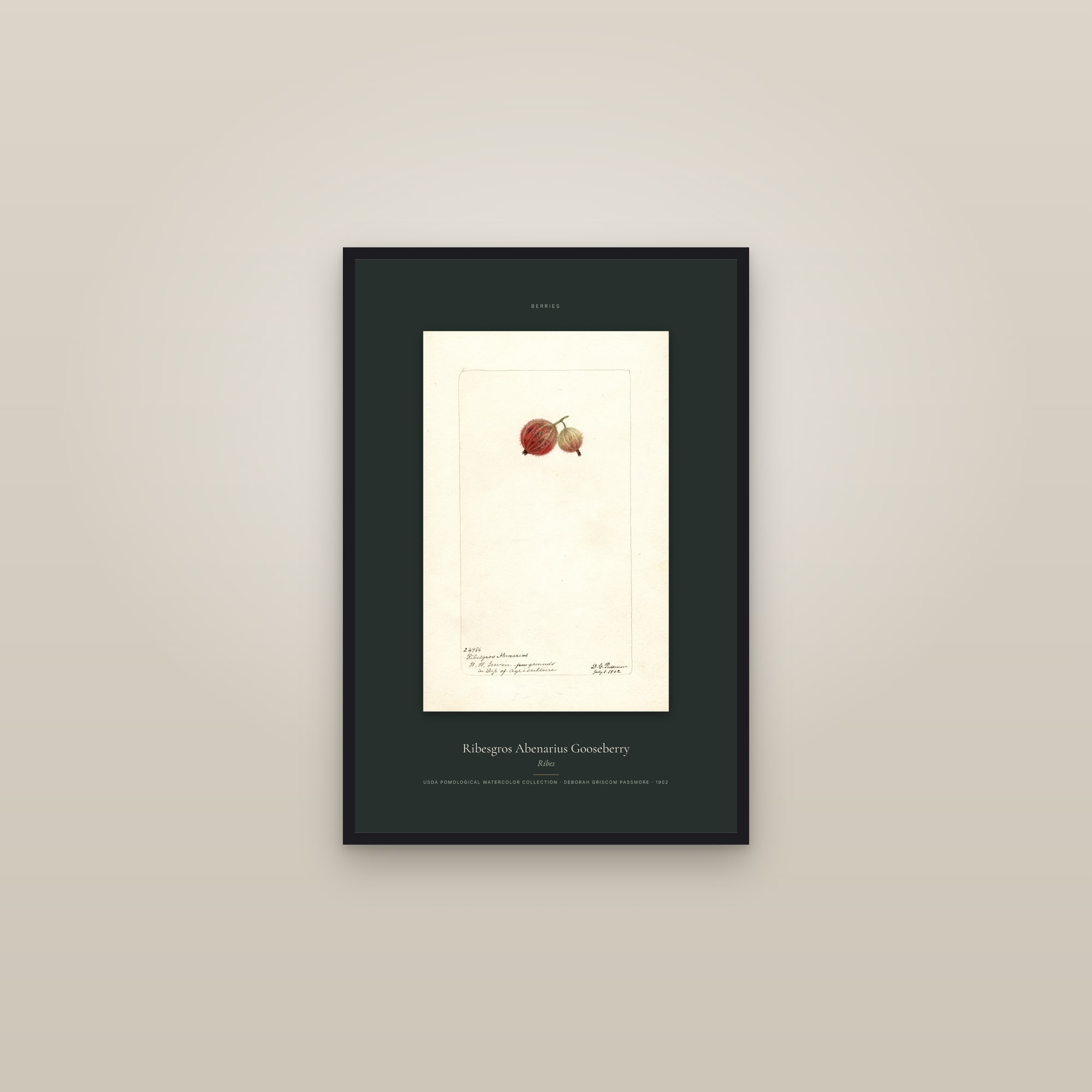 Ribesgros Abenarius Gooseberry — Specimen — framed in a gallery setting