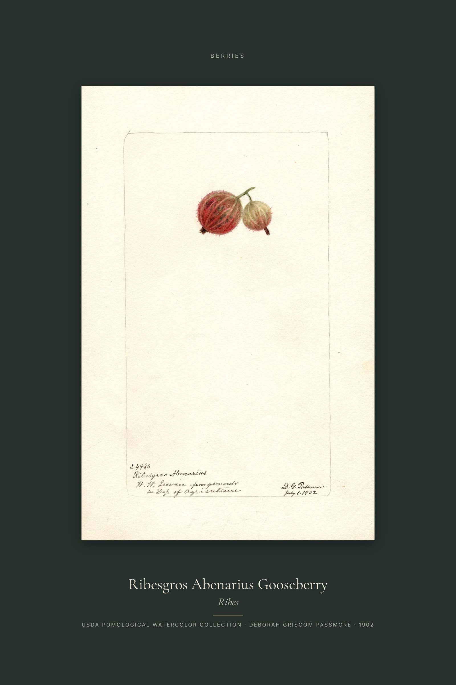 Ribesgros Abenarius Gooseberry — Specimen