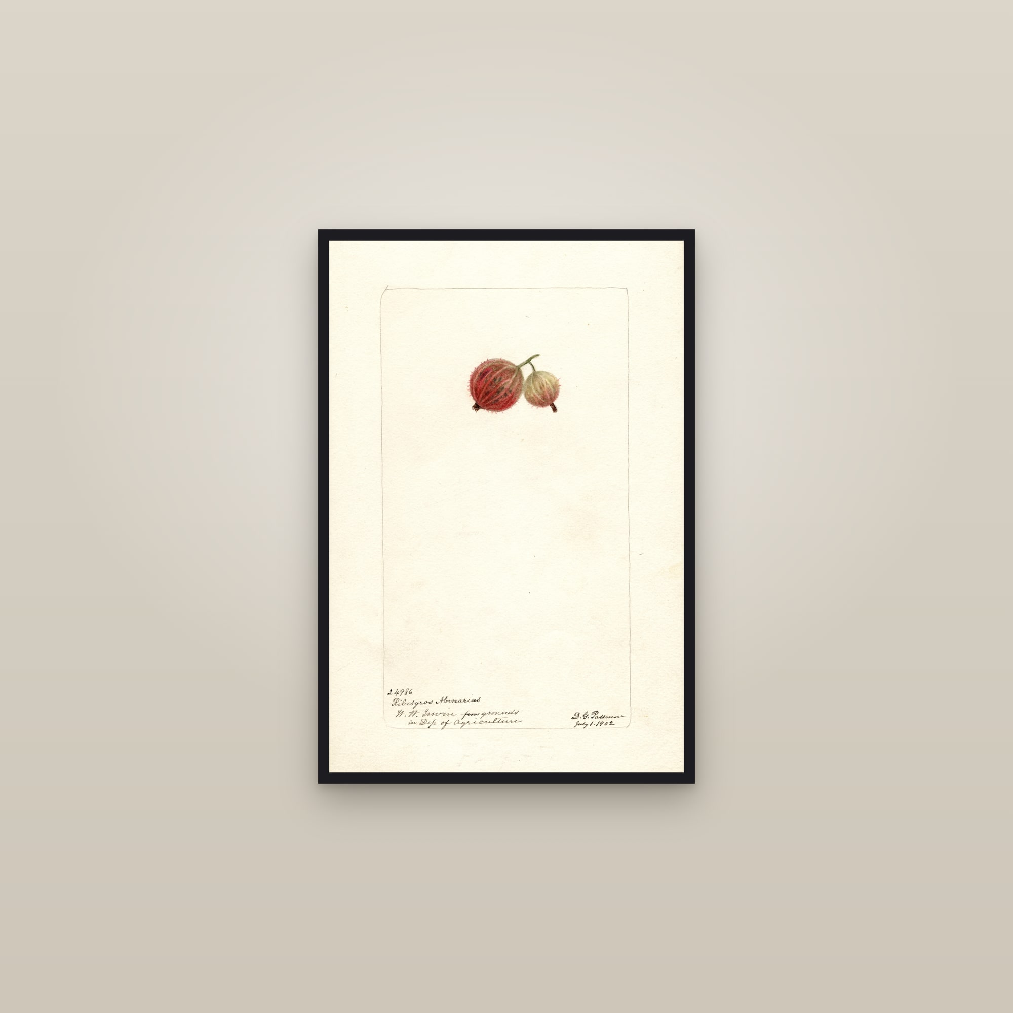 Ribesgros Abenarius Gooseberry — framed in a gallery setting
