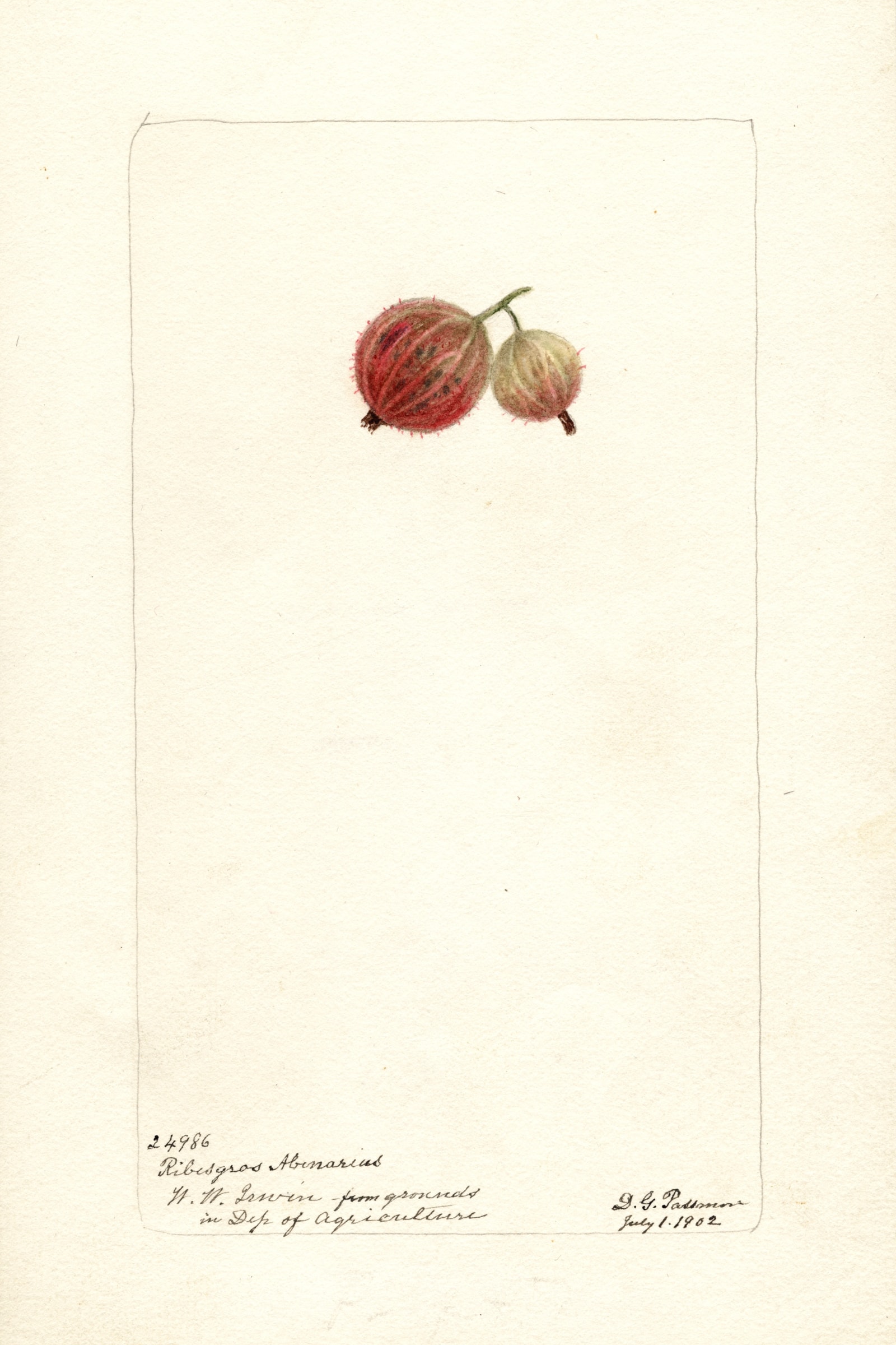 Ribesgros Abenarius Gooseberry